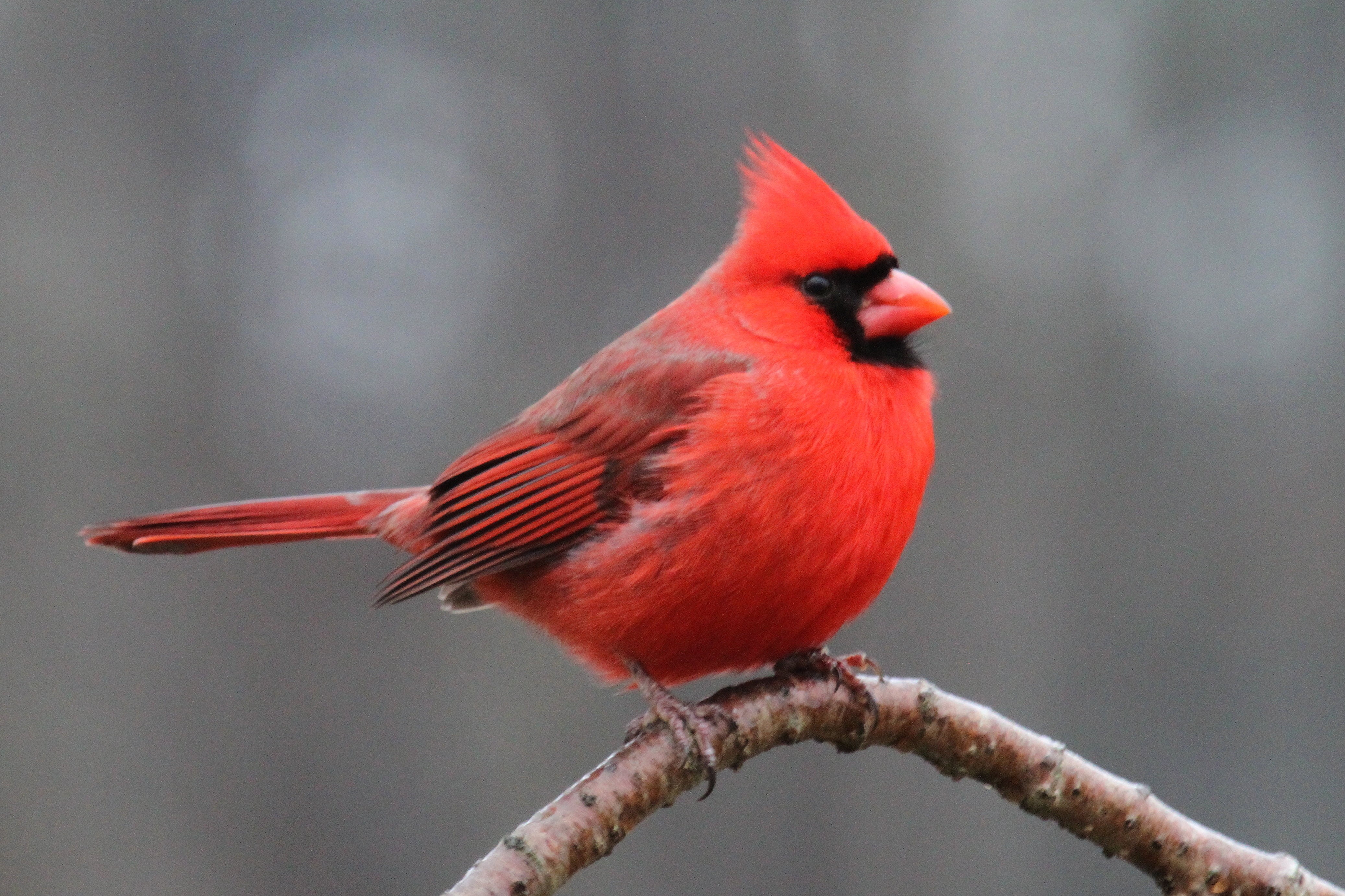 perched, animals In The Wild, Cardinal bird, wildlife, tree, North Carolina, cardinal, Northern Cardinal, nature, brown, richmond county, perching, branch, HD Wallpaper