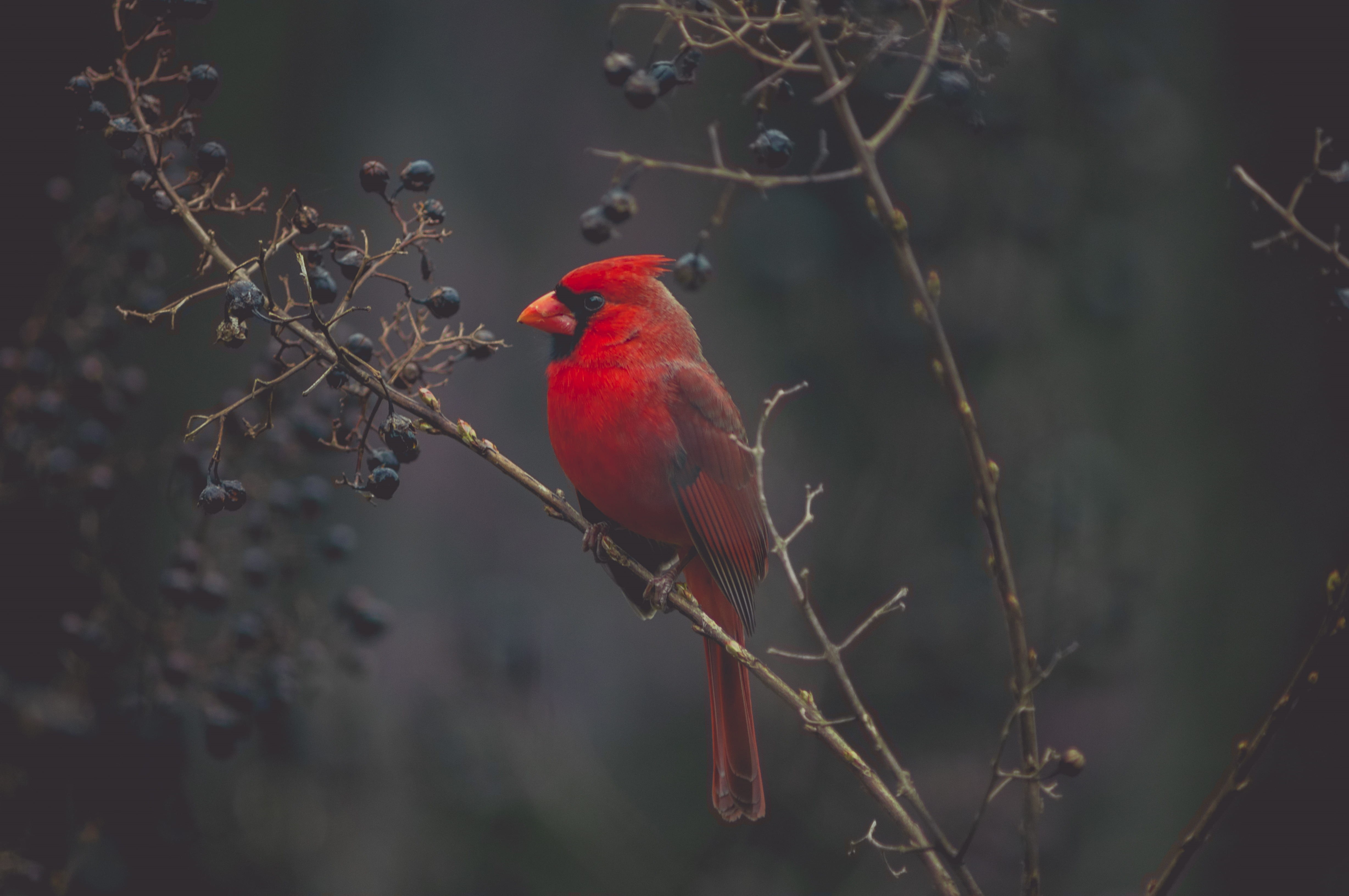selective, no people, vertebrate, animal, red, animals in the wild, tree, animal themes, focus on foreground, beauty in nature, one animal, focus, 4K, HD Wallpaper