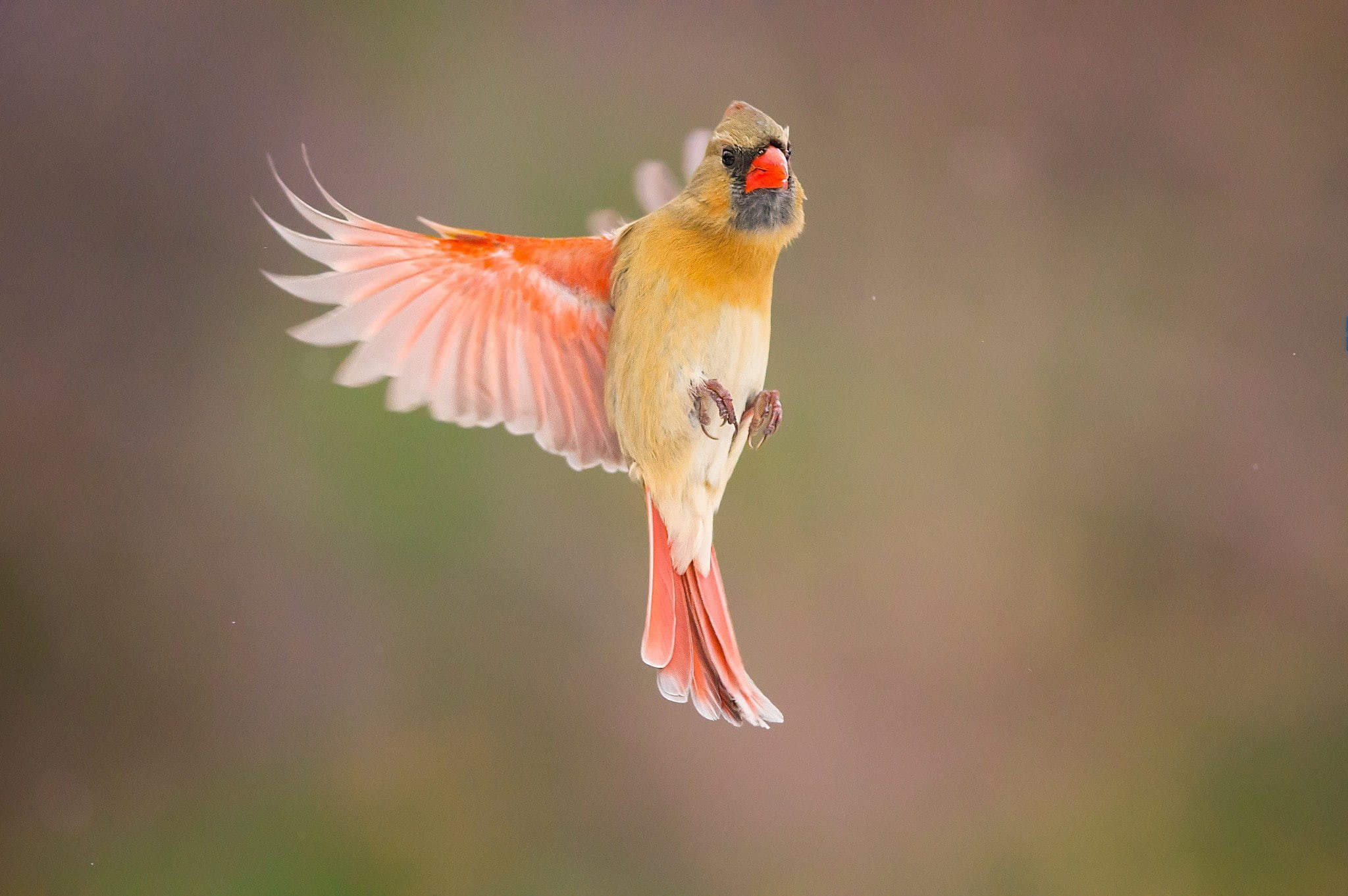 focus on foreground, Cardinals, outdoors, photography, animal themes, animals, pink color, animal wildlife, flower, day, 1080P, full length, animal, birds, HD Wallpaper