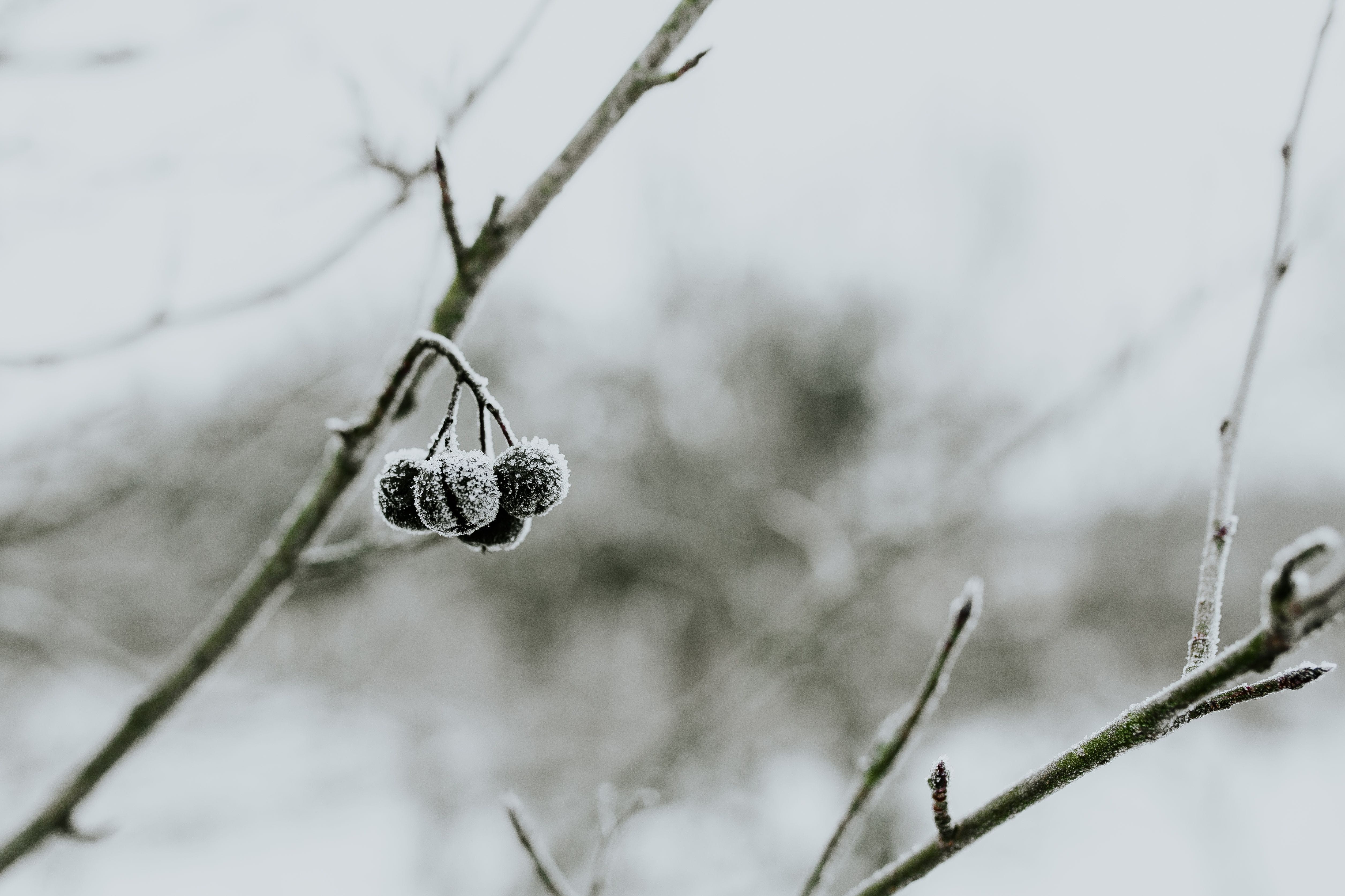 branch, weather, white, Close-ups, 4K, nature, day, snowy, twig, closeup, cold temperature, ups, plant, one animal, cold, close-up, animal, ice, outdoors, HD Wallpaper