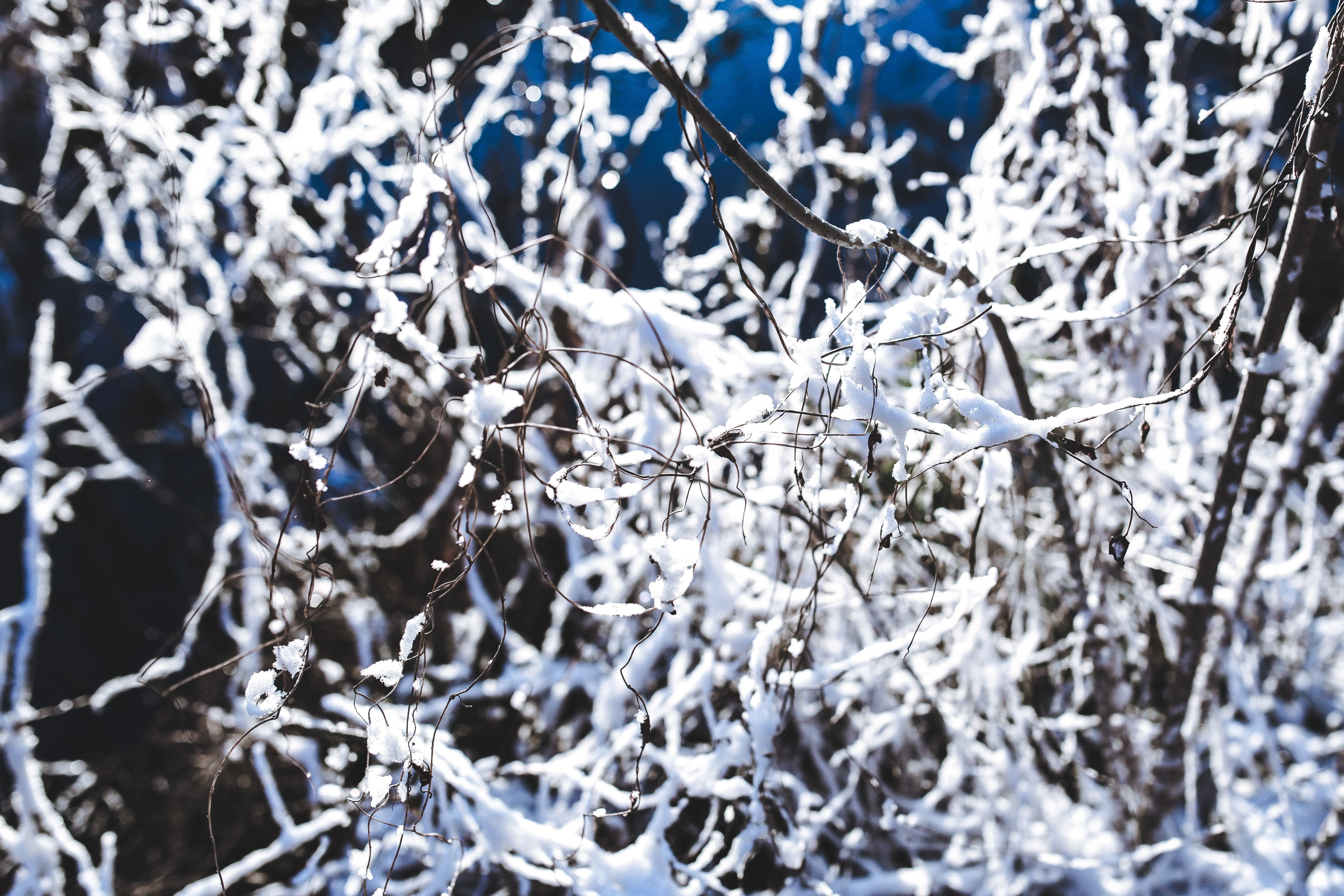Close-ups, 4K, outdoors, cold temperature, weather, focus on foreground, snowflake, crystal, tree, close, branch, silver colored, beauty in nature, full frame, HD Wallpaper