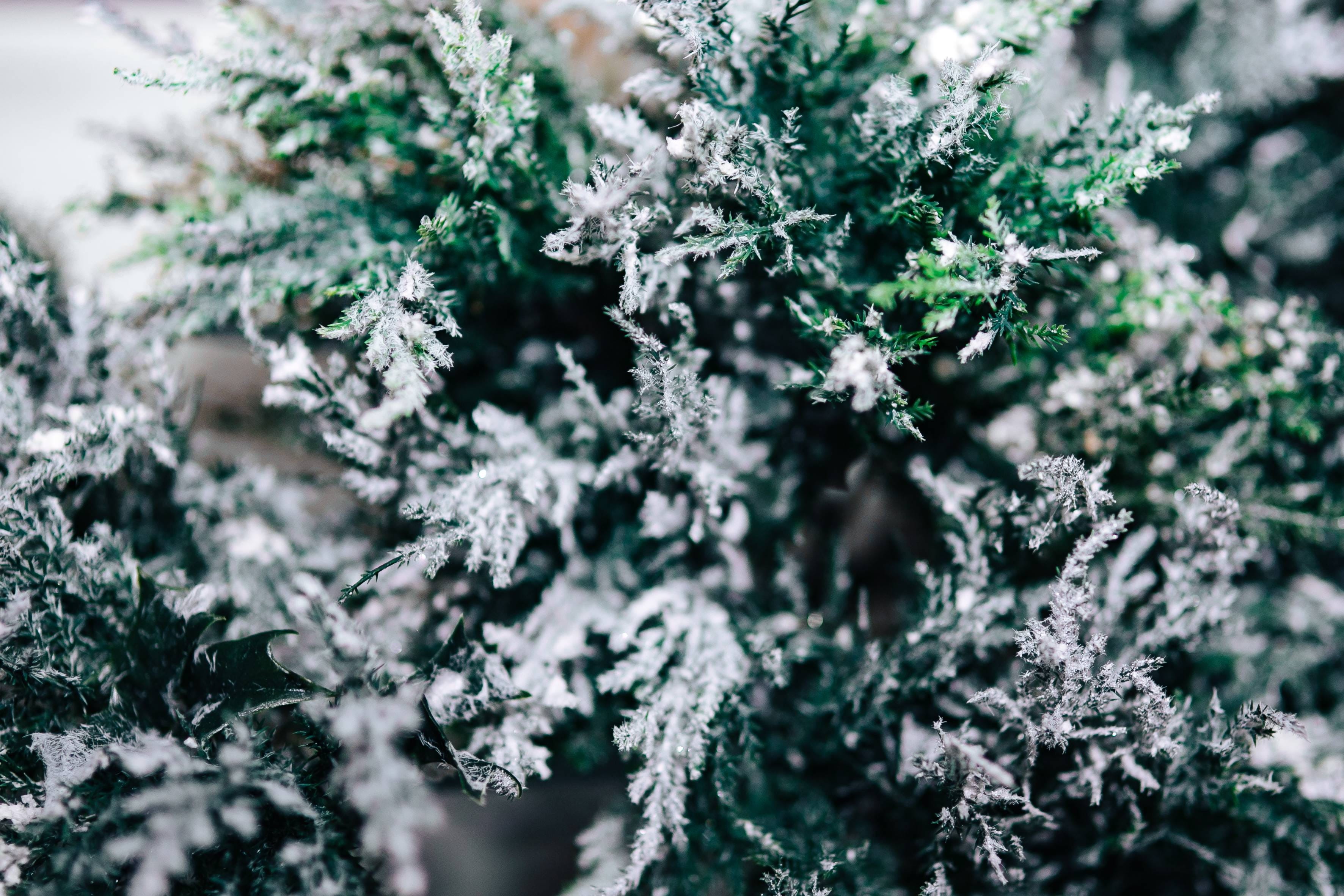 growth, fragility, tranquility, forest, pine Tree, winter, land, Close-ups, macro, focus on foreground, close, flowering plant, weather, frost, outdoors, HD Wallpaper