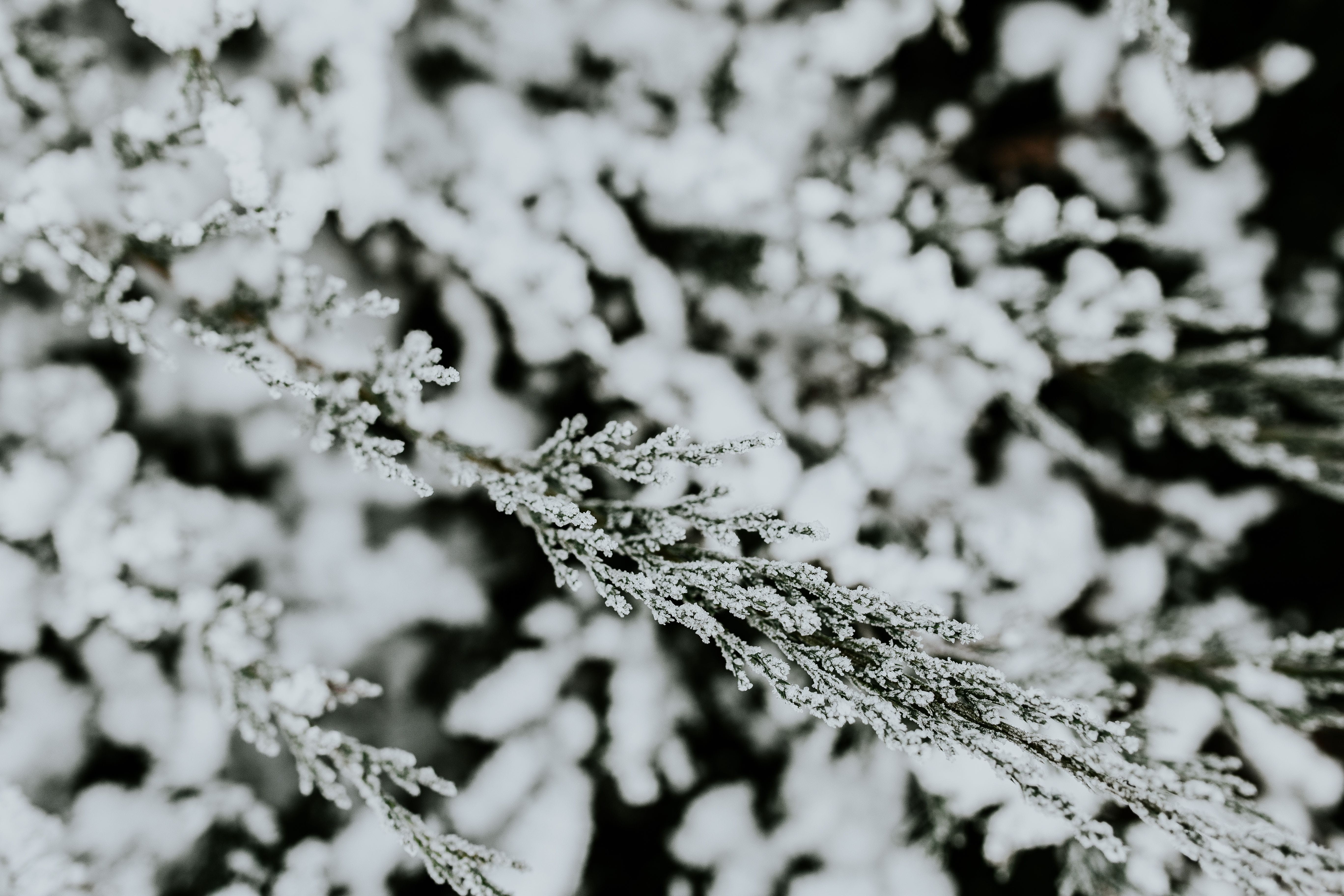 weather, animal themes, abstract, no people, winter, focus on foreground, tree, ice Crystal, day, plant, beauty in nature, plant part, cold temperature, HD Wallpaper