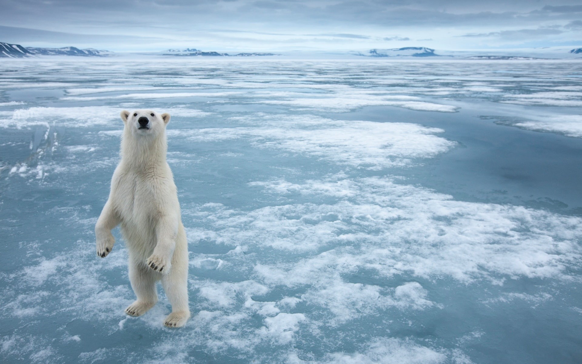 white, Bear, Polar, Ice, Arctic, Cold, 1080P, HD Wallpaper