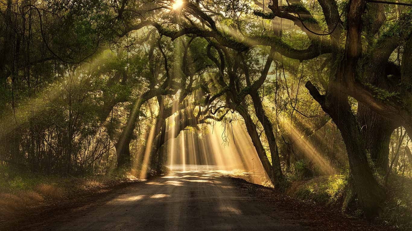 grass, no people, shrubs, 720P, day, growth, outdoors, way, tree trunk, leaves, plant, tunnel, dirt road, land, transportation, scenics - nature, tranquil scene, HD Wallpaper