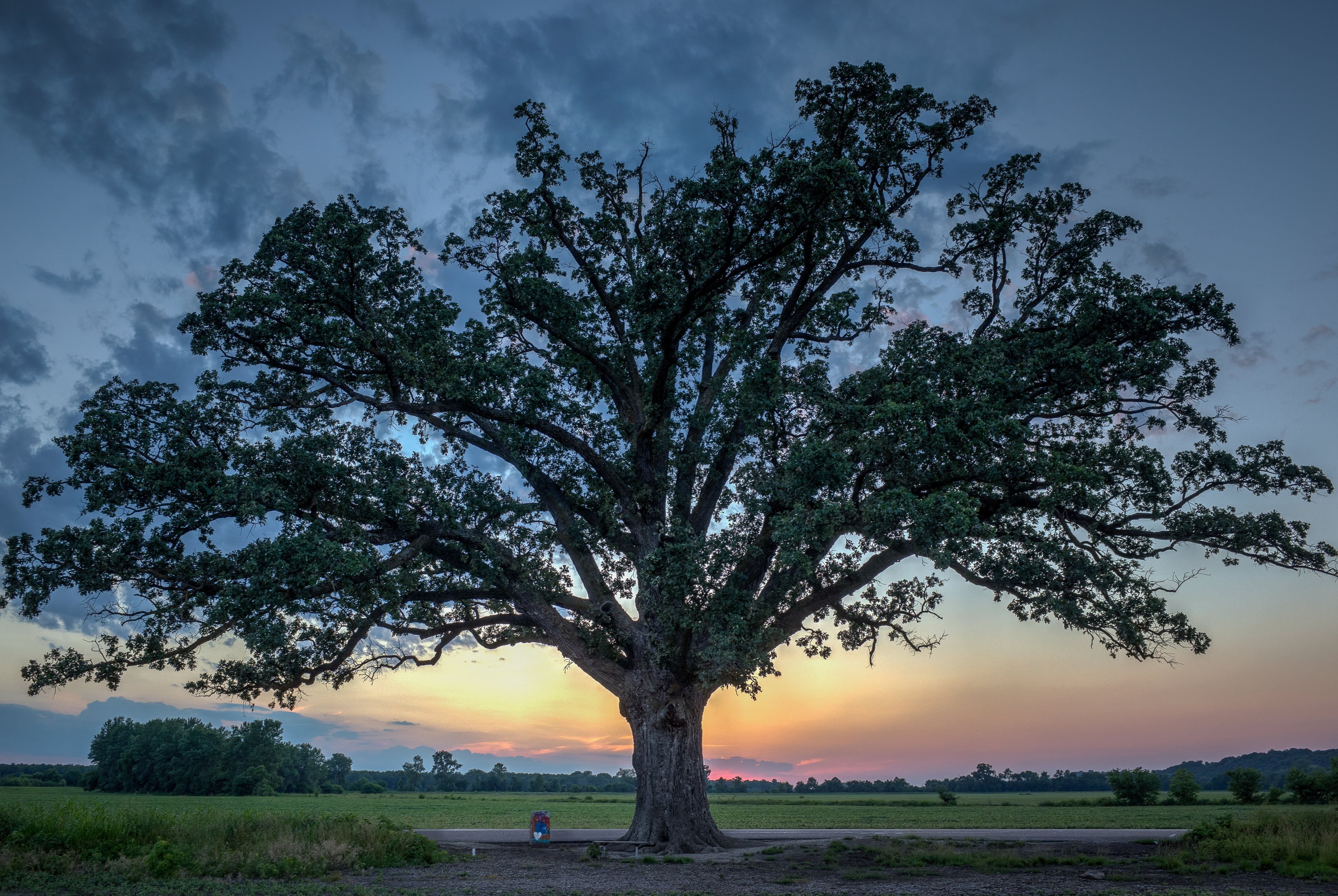 oak, mcbaine, tree, nature, huntsdale, gray, photo, missouri, grass, 4K, Burr Oak, field, burr  oak, near, burr, sky, trees, close, Sunset, HD Wallpaper