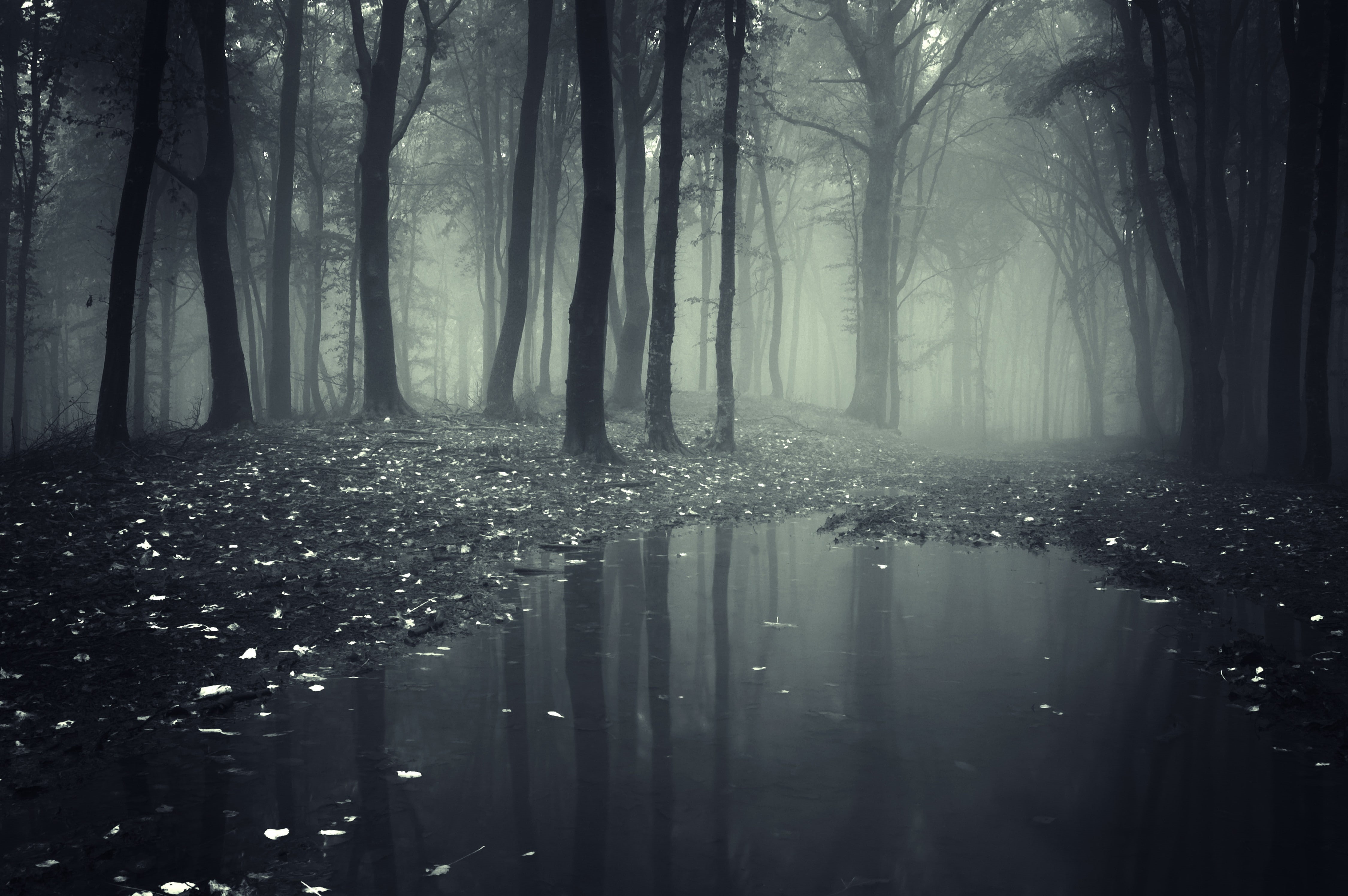 wood, 4K, nature, forest, smoke, oak trees, landscape, HD Wallpaper
