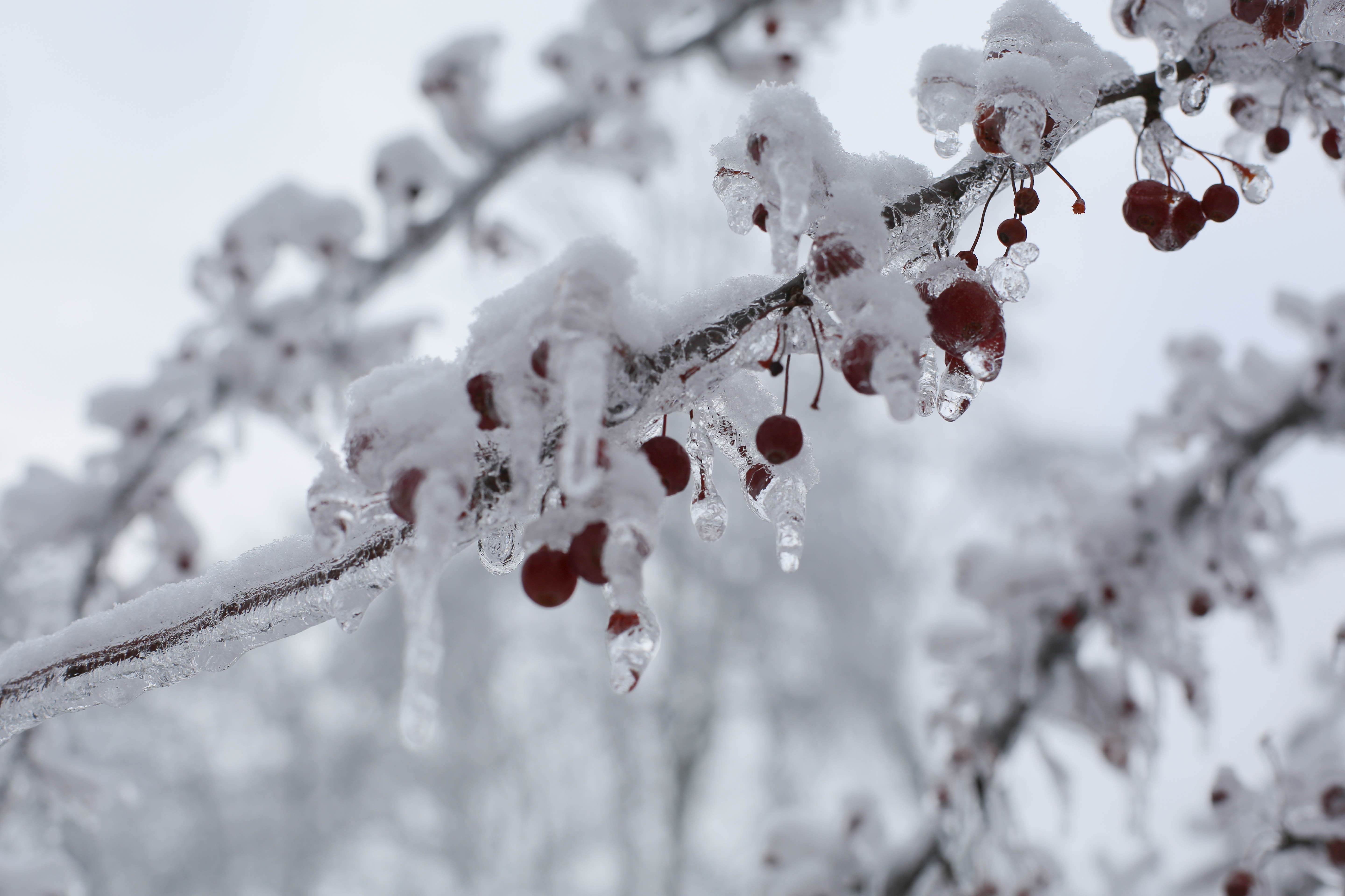 lens, holidays, frozen, icicle, 5K, focus, merry  happy, season, nature, shallow, ice Crystal, white, branch, cold - Temperature, okemos, winter, shallow focus, HD Wallpaper