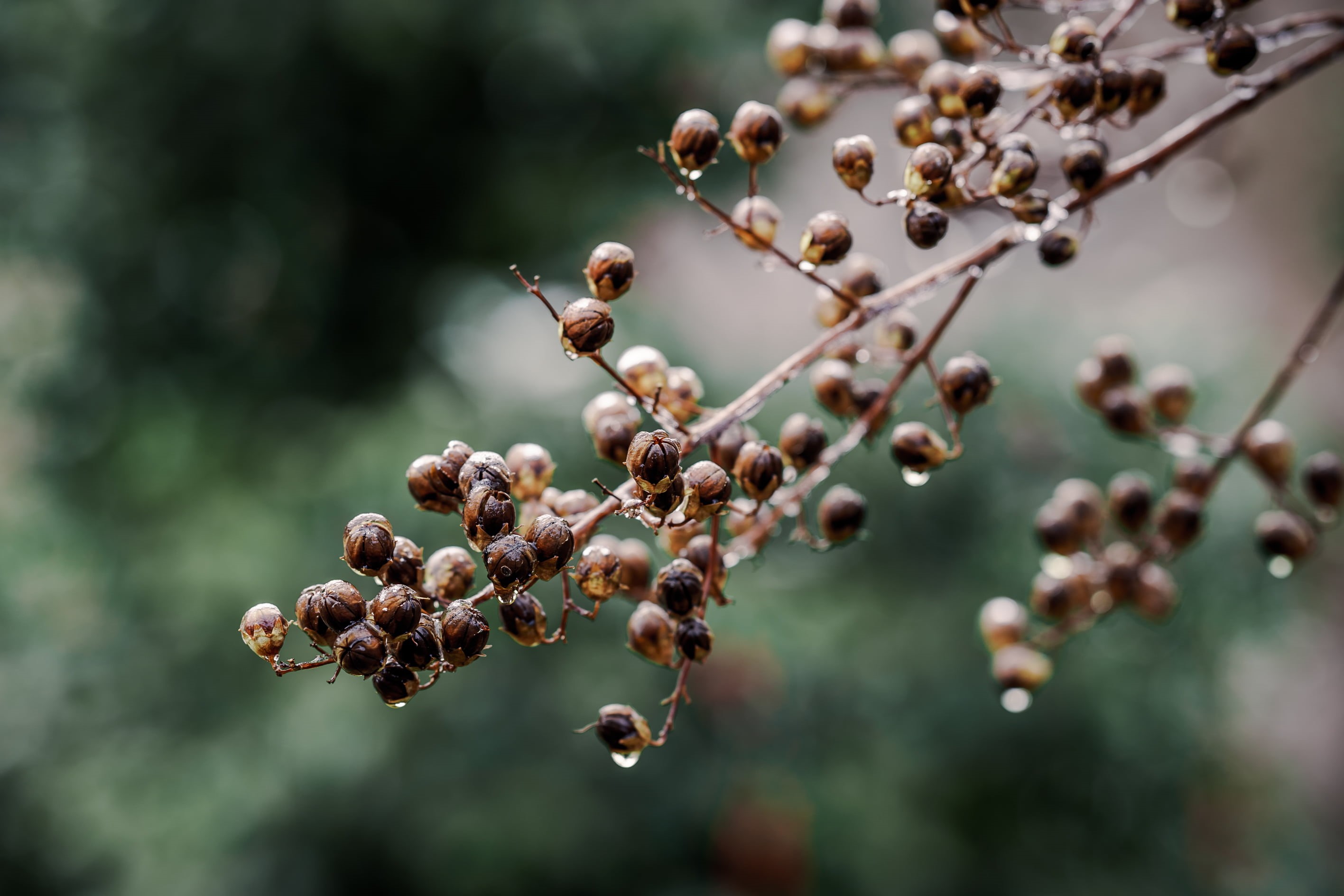 freshness, samyang, winter, closeup, macro, monday, leaf, 2K, christmas, Nature, sony, photography, Brilliance, drops, ice, brown, morning, plant, bokeh, HD Wallpaper