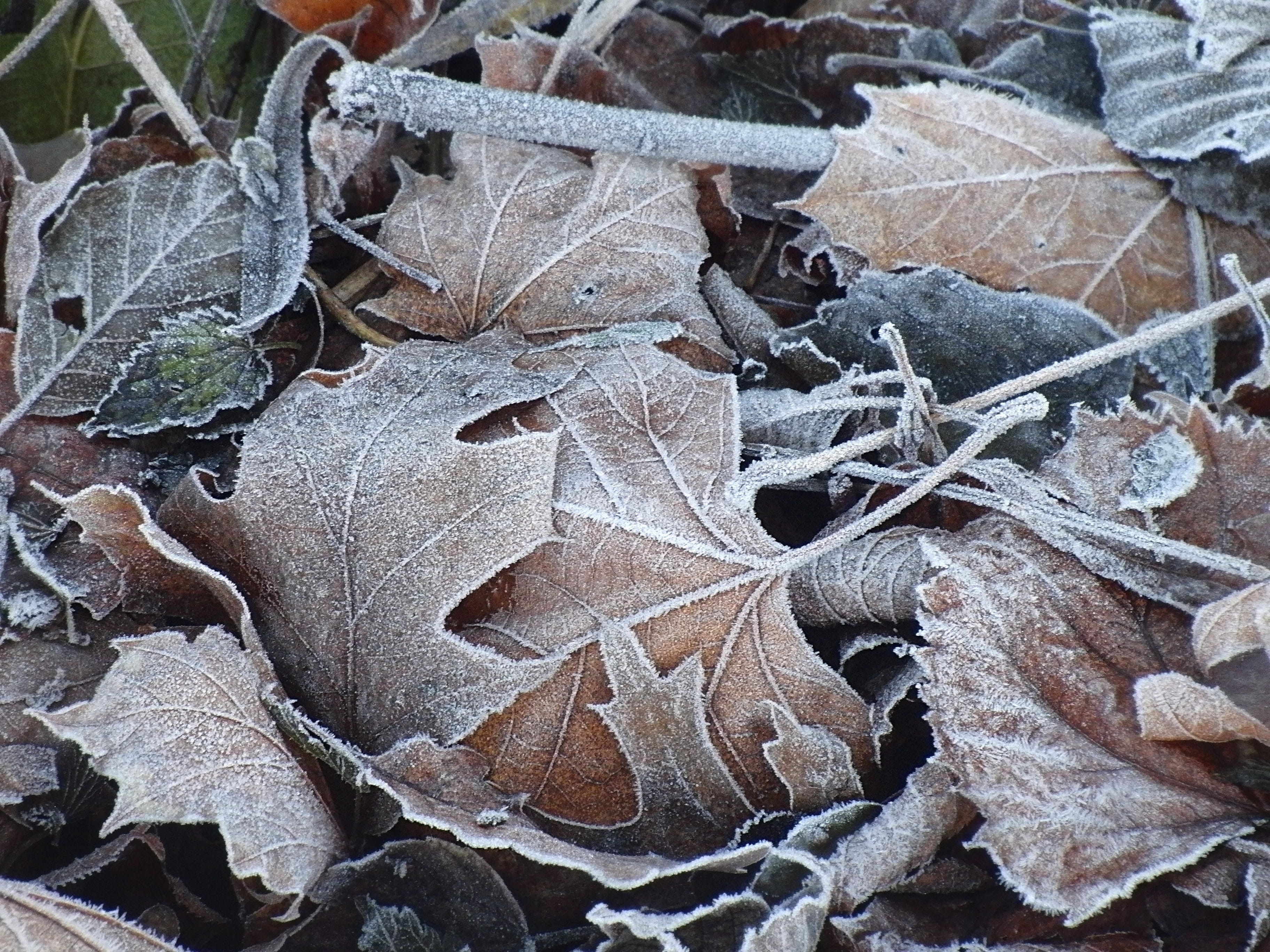 leaves, change, plant part, cold temperature, backgrounds, frozen leaves, frost, hoarfrost, 2K, close-up, outdoors, full frame, leaf, beauty in nature, HD Wallpaper