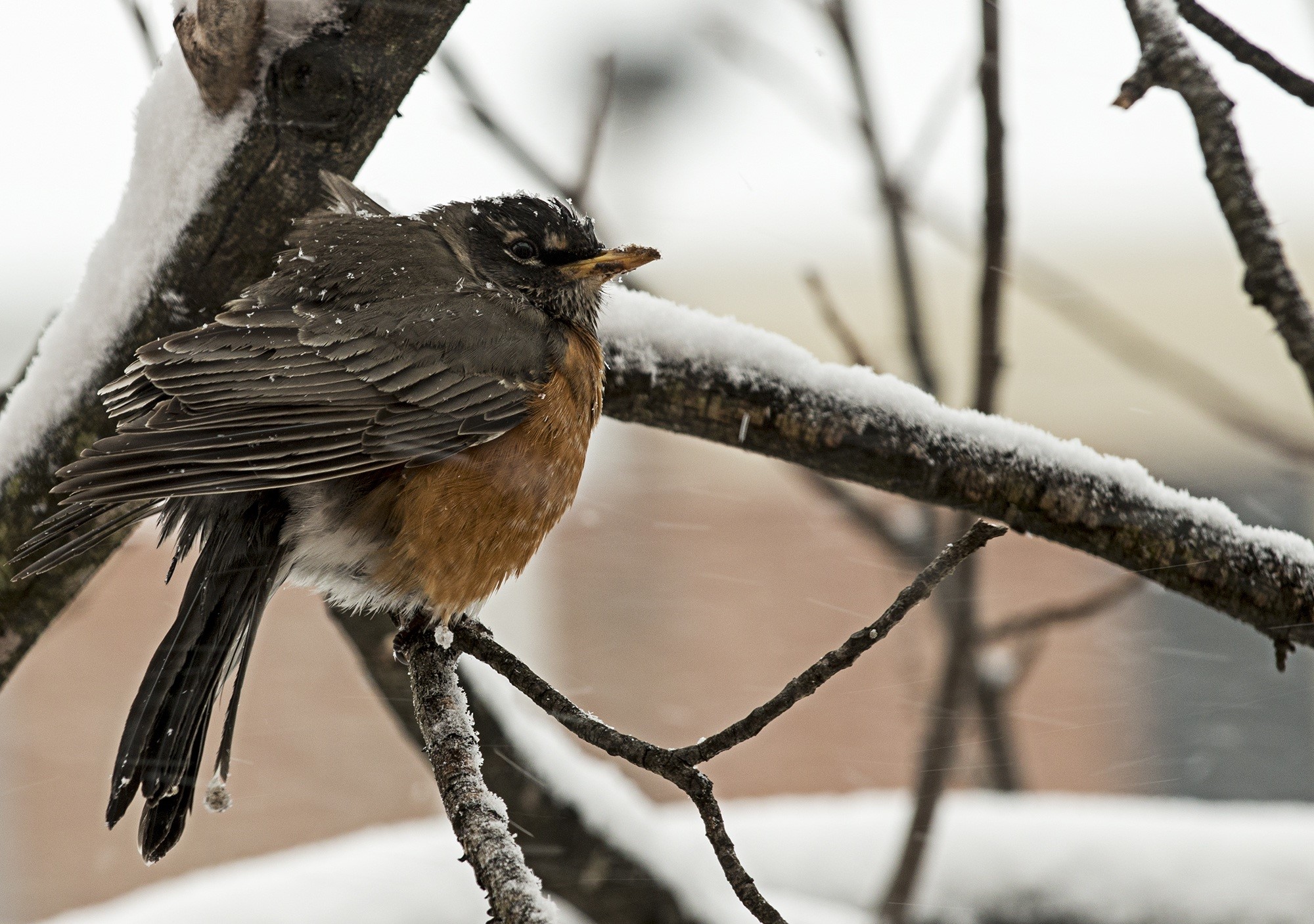 nature, animal wildlife, outdoors, tree, outdoor, animal, northern virginia, season, icy, robin, focus on foreground, 1080P, day, vertebrate, animals in the wild, HD Wallpaper