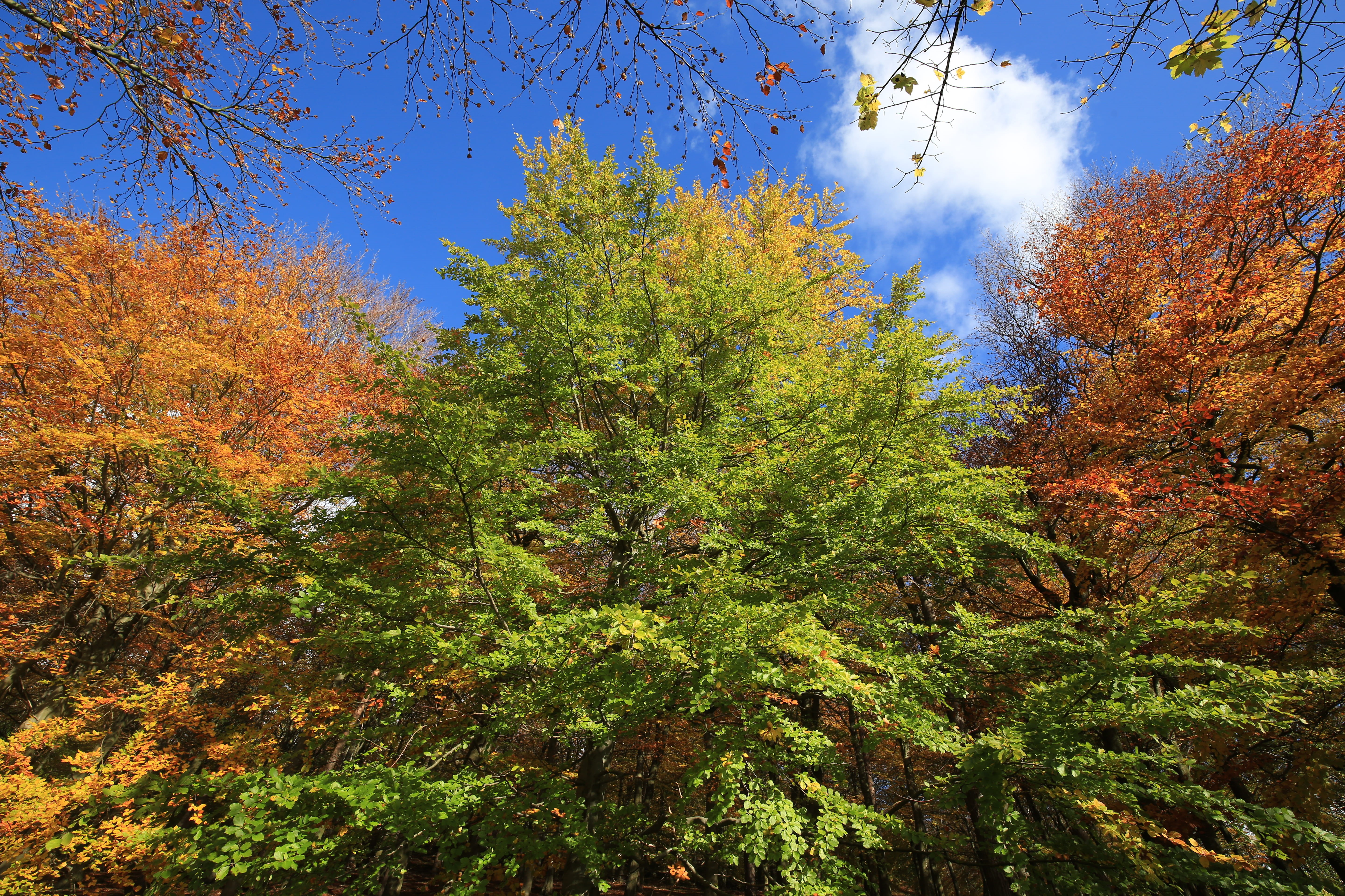 forest, scenics - nature, hope valley, beauty in nature, outdoors, united kingdom, 5K, tree, green color, low angle view, leaf, nature, sky, ladybower reservoir, HD Wallpaper