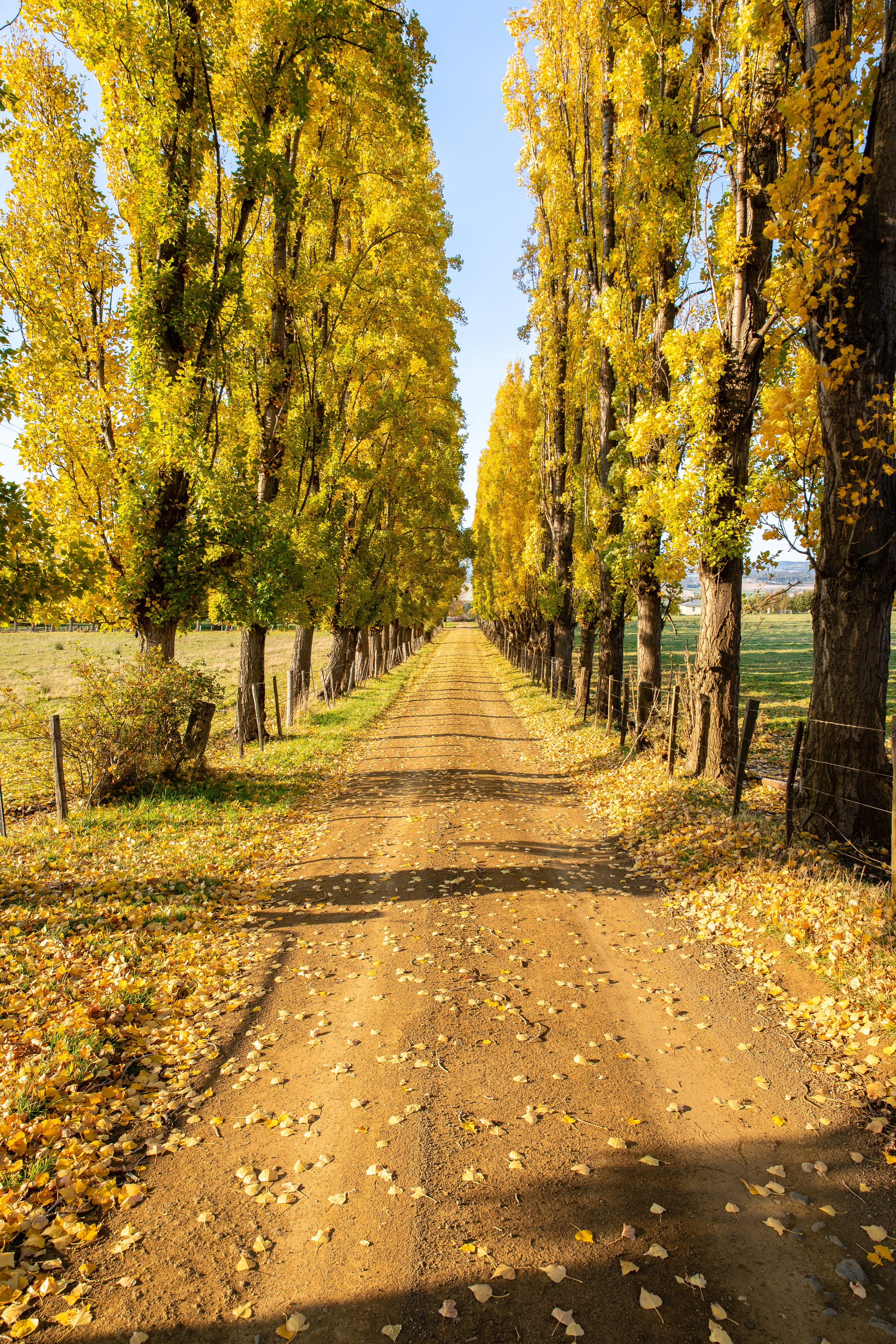 4K, leaves, fall, nature, no people, tranquil scene, derwent valley council, land, footpath, transportation, tranquility, treelined, the way forward, direction, Phone HD Wallpaper