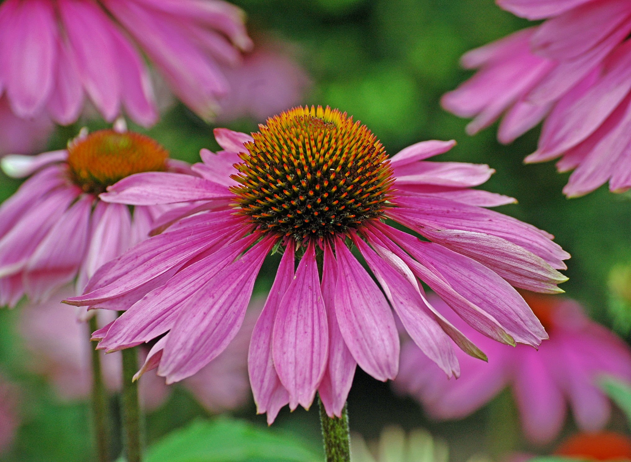nature, Hardwick Hall, herb garden, coneflower, Echinacea, summer, bokeh, selective, Derbyshire, plant, selective focus, focus, flower, 1080P, purple, HD Wallpaper