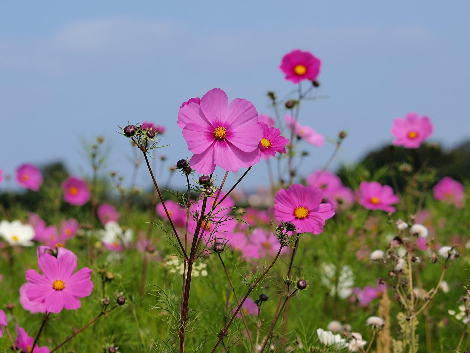 outdoors, DERBYSHIRE, blooming, WALK, bed, nice, pink, UK, pink Color, lovely, WILD-LIFE, cosmos Flower, shipley  field, SHAPE, petaled, nature, summer, HD Wallpaper