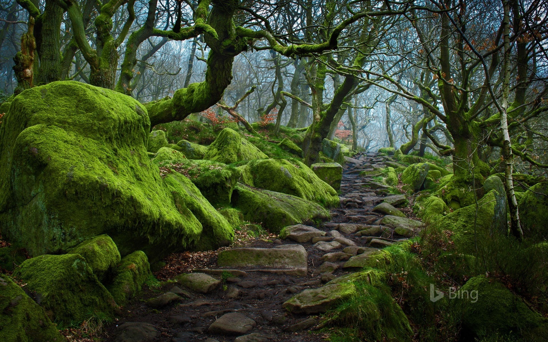 day, moss, river, tree, 1080P, tranquil scene, land, padre, nature, rainforest, valley, growth, non-urban scene, rock, beauty in nature, outdoors, plant, HD Wallpaper