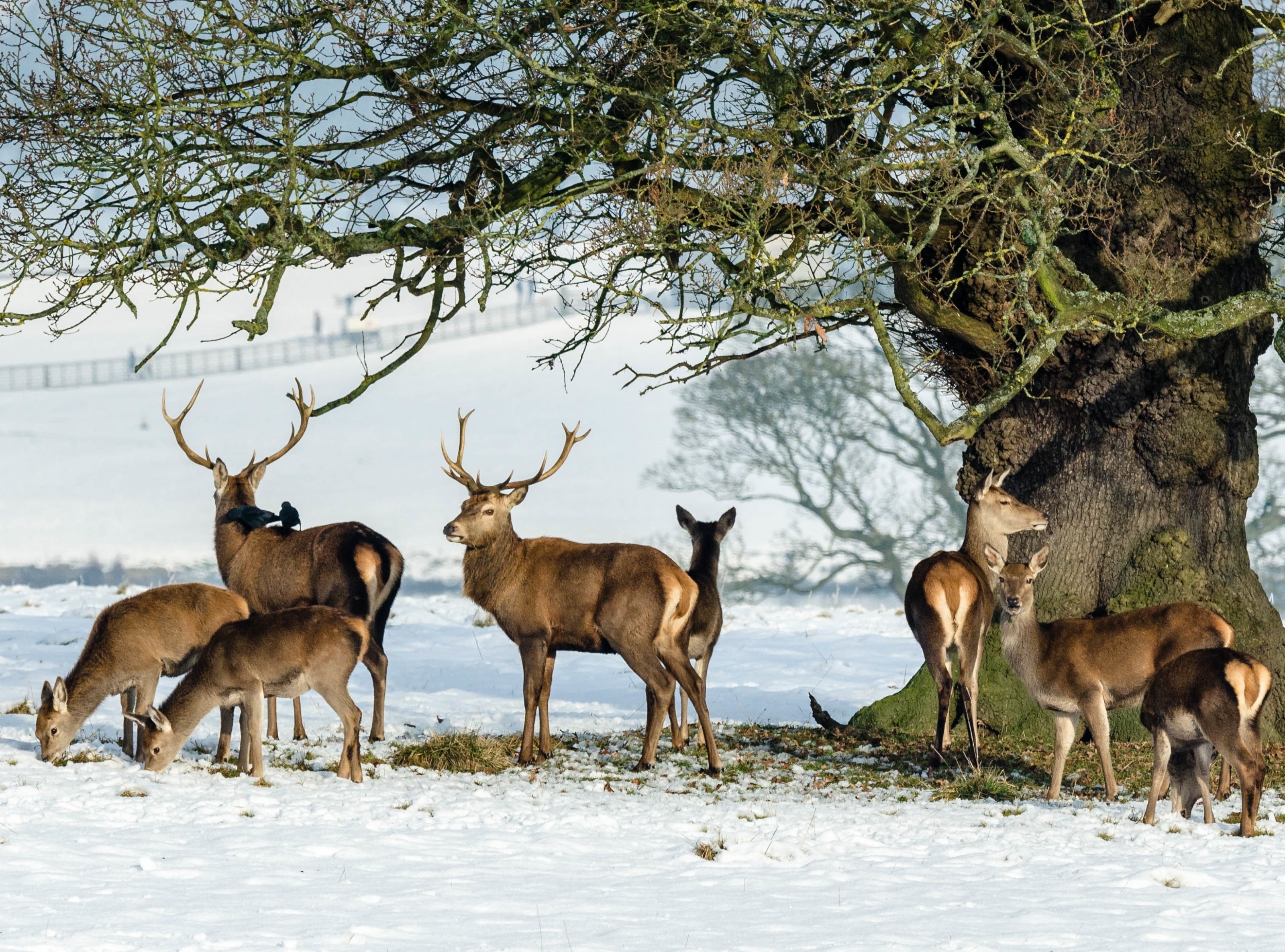 animal, location, herd, day, 2K, animal wildlife, Wild, mammal, fauna, plant, Tree, mamal, England, no people, reindeer, group, underthetree, outdoors, HD Wallpaper