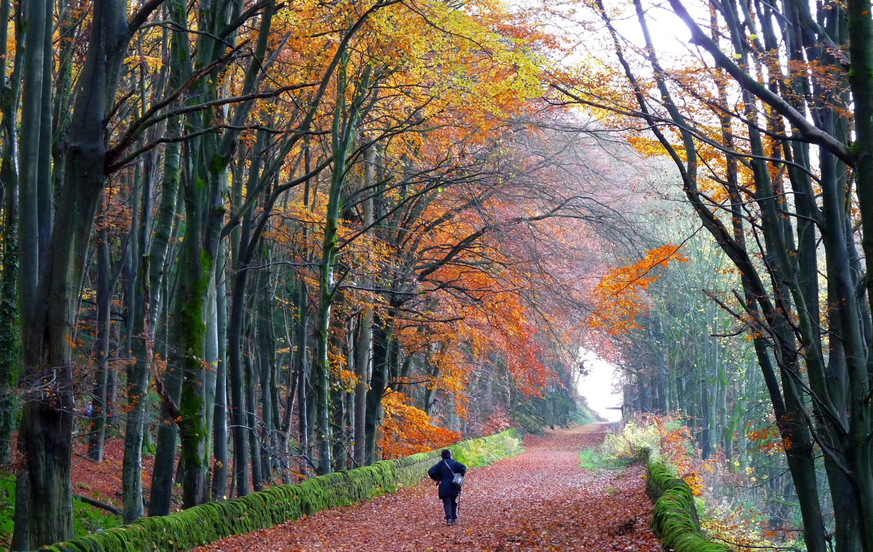 beauty in nature, land, orange color, walking, middleton top, change, tree, real people, trunk, leisure activity, autumn collection, tranquility, 2K, cromford, HD Wallpaper