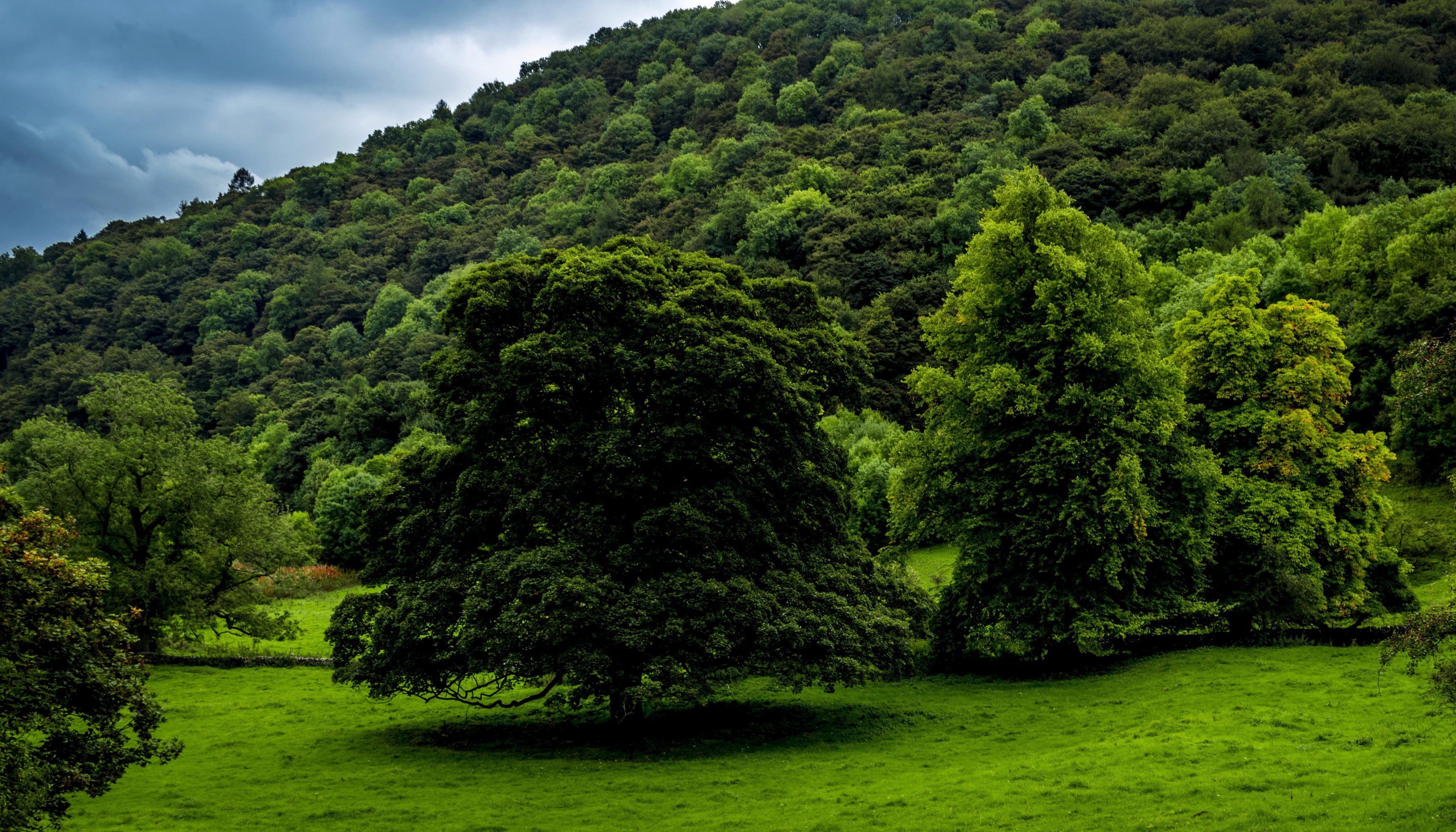grass, trees, Derbyshire, herbs, forest, UK, green, 2K, tree, HD Wallpaper