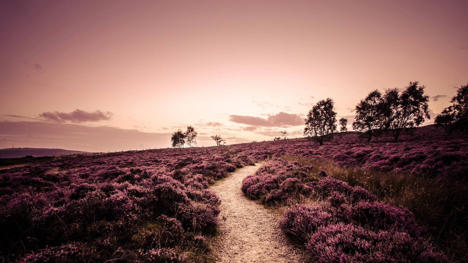 1080P, Derbyshire, Trees, Evening, Fields, England, Road, Lavender, HD Wallpaper