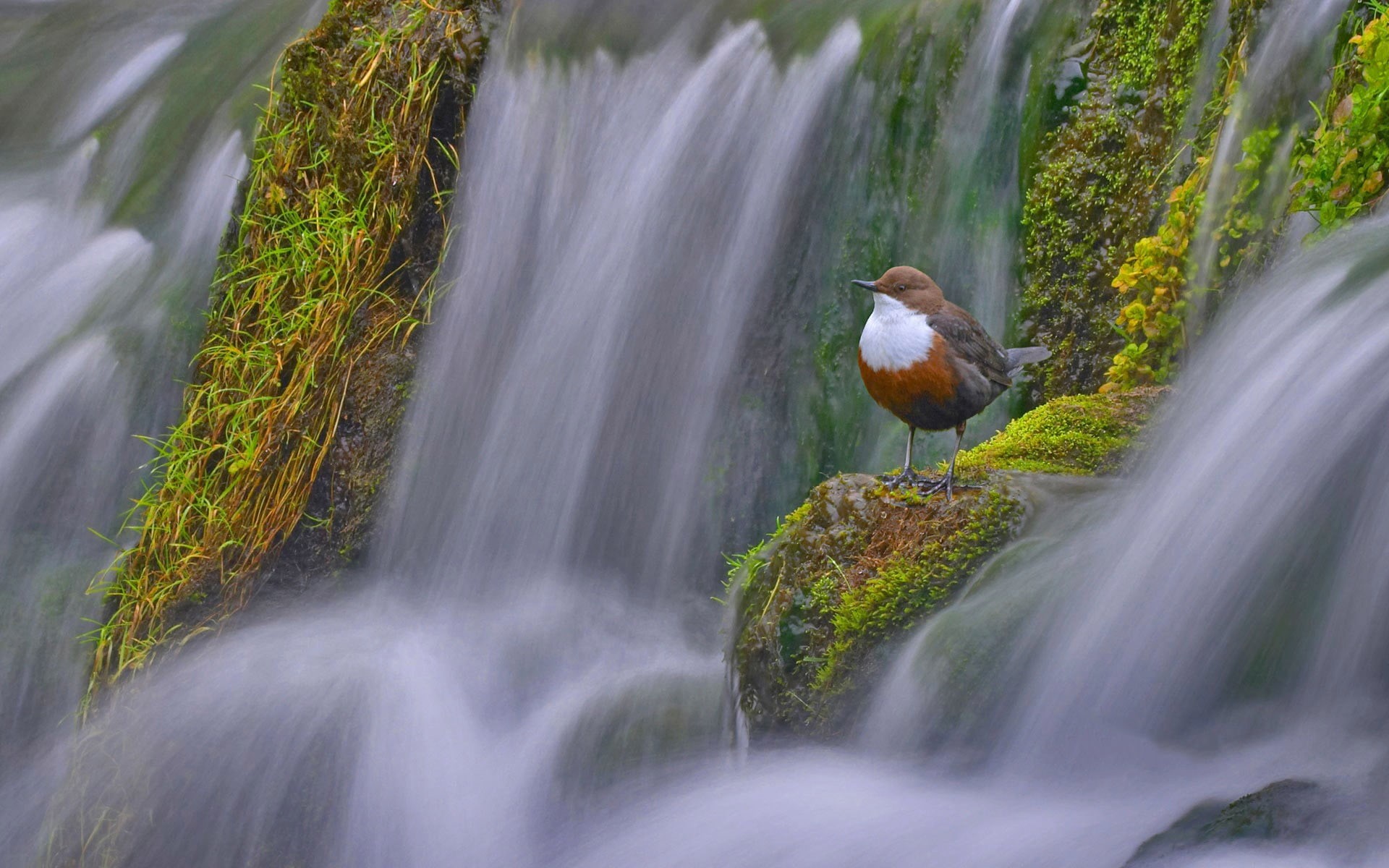 water thrush, water Sparrow, bird, dipper, Derbyshire, 1080P, England, HD Wallpaper