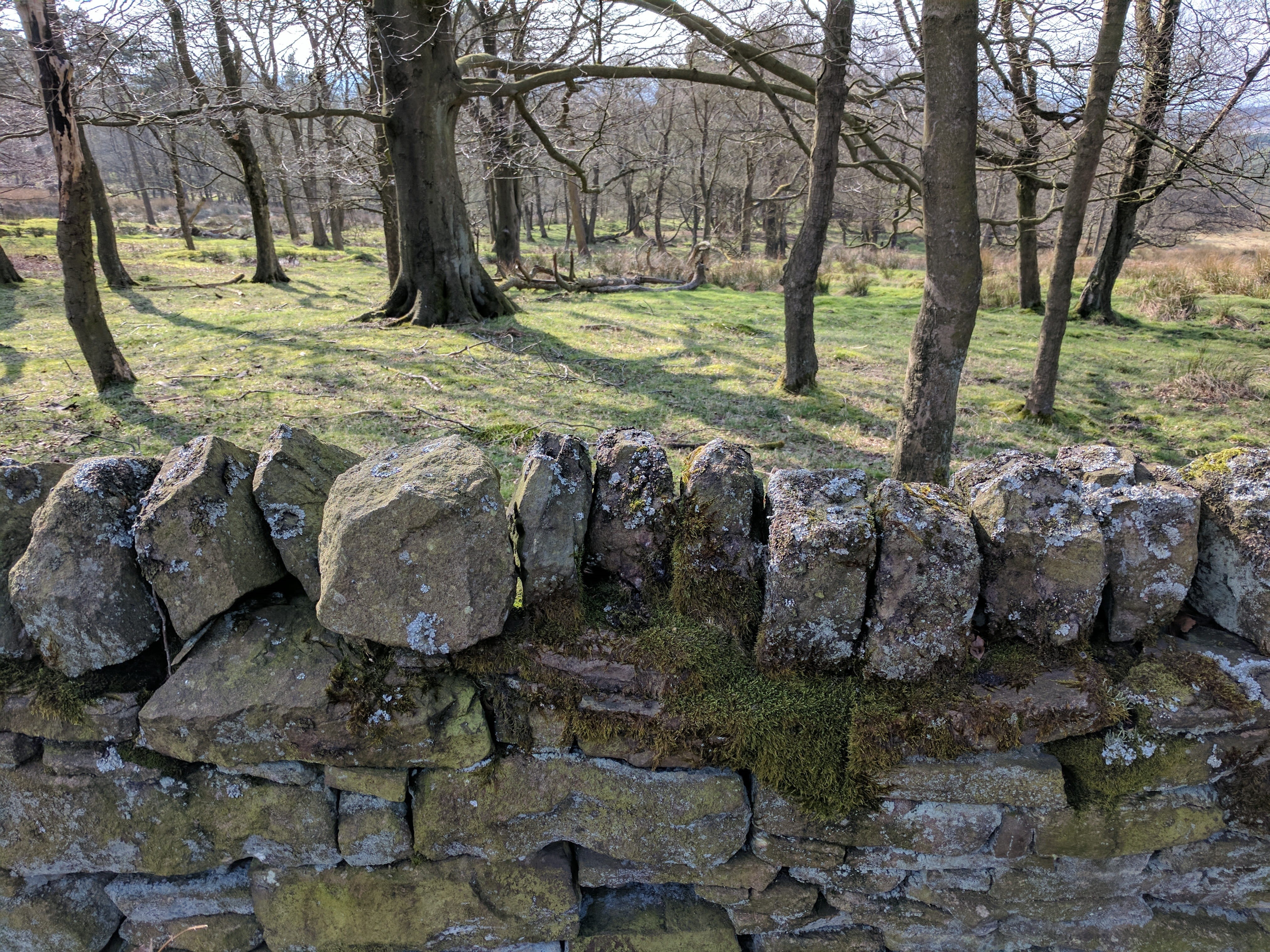 drystone wall, non-urban scene, trunk, beauty in nature, uk, natural, walls, derbyshire, nature, rock - object, day, countryside, stones, beauty, woods, HD Wallpaper