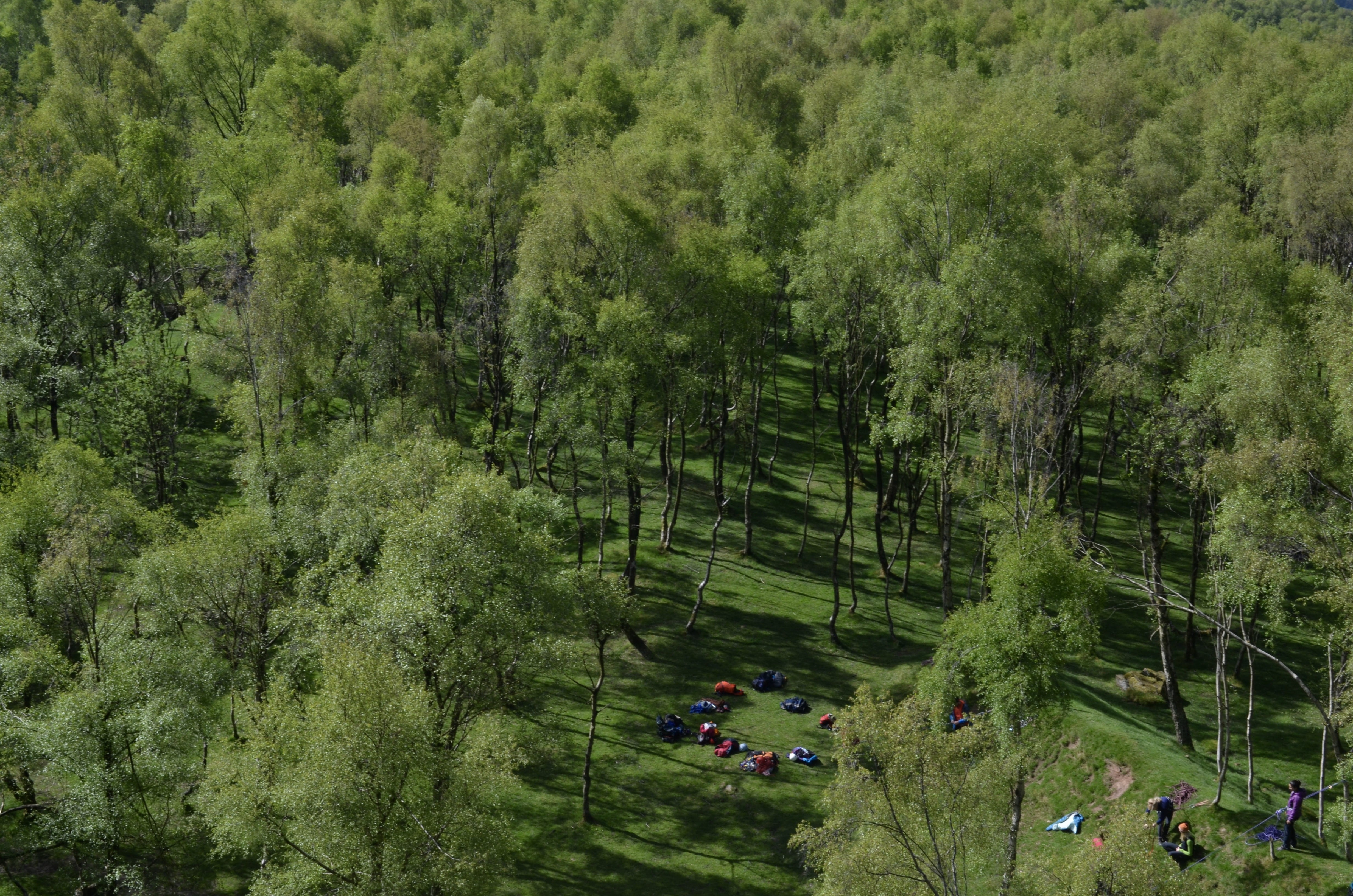 foliage, camping, non-urban scene, real people, growth, day, beauty in nature, plant, green, nature, tranquil scene, group of people, environment, forest, HD Wallpaper