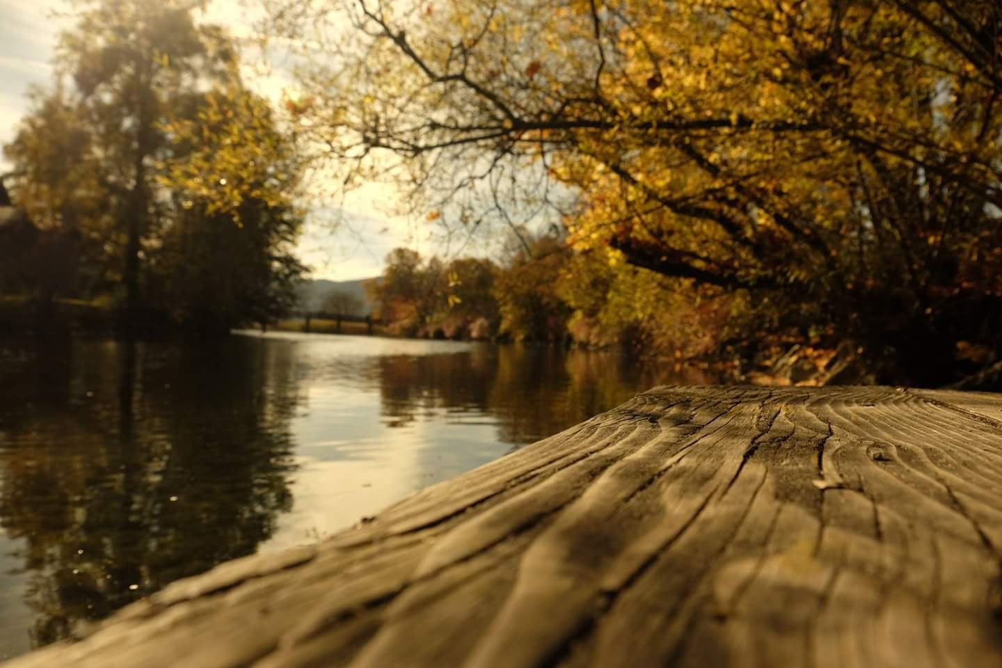 lake, photo, tree, Natur, yellow, gelb, wood - Material, Gmund, fall  braun, season, gold, Fluss, Starnberger See, scenics, surrounded, river, outdoor, HD Wallpaper