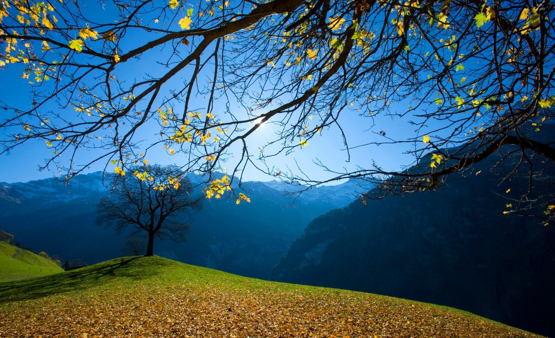 sunny, branch, sky, autumn, meadow, tranquil Scene, season, mountains, valley, european Alps, 1080P, beauty In Nature, yellow, scenics - nature, tranquility, HD Wallpaper