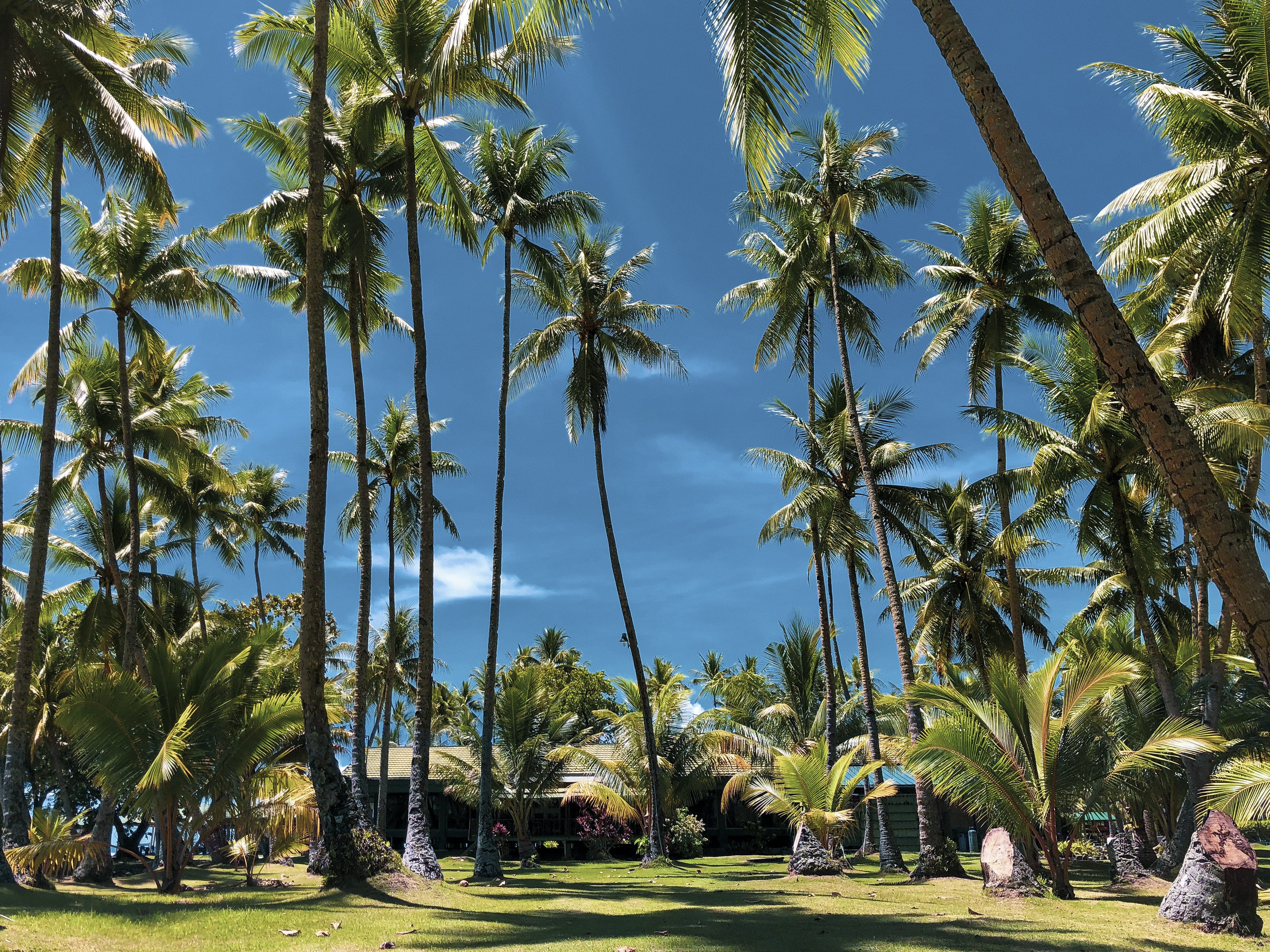 palm tree, tranquil scene, chuuk lagoon, beauty in nature, water, tropical, day, 4K, field, treelined, trees, chuuk, tree, islet, growth, grass, green color, HD Wallpaper