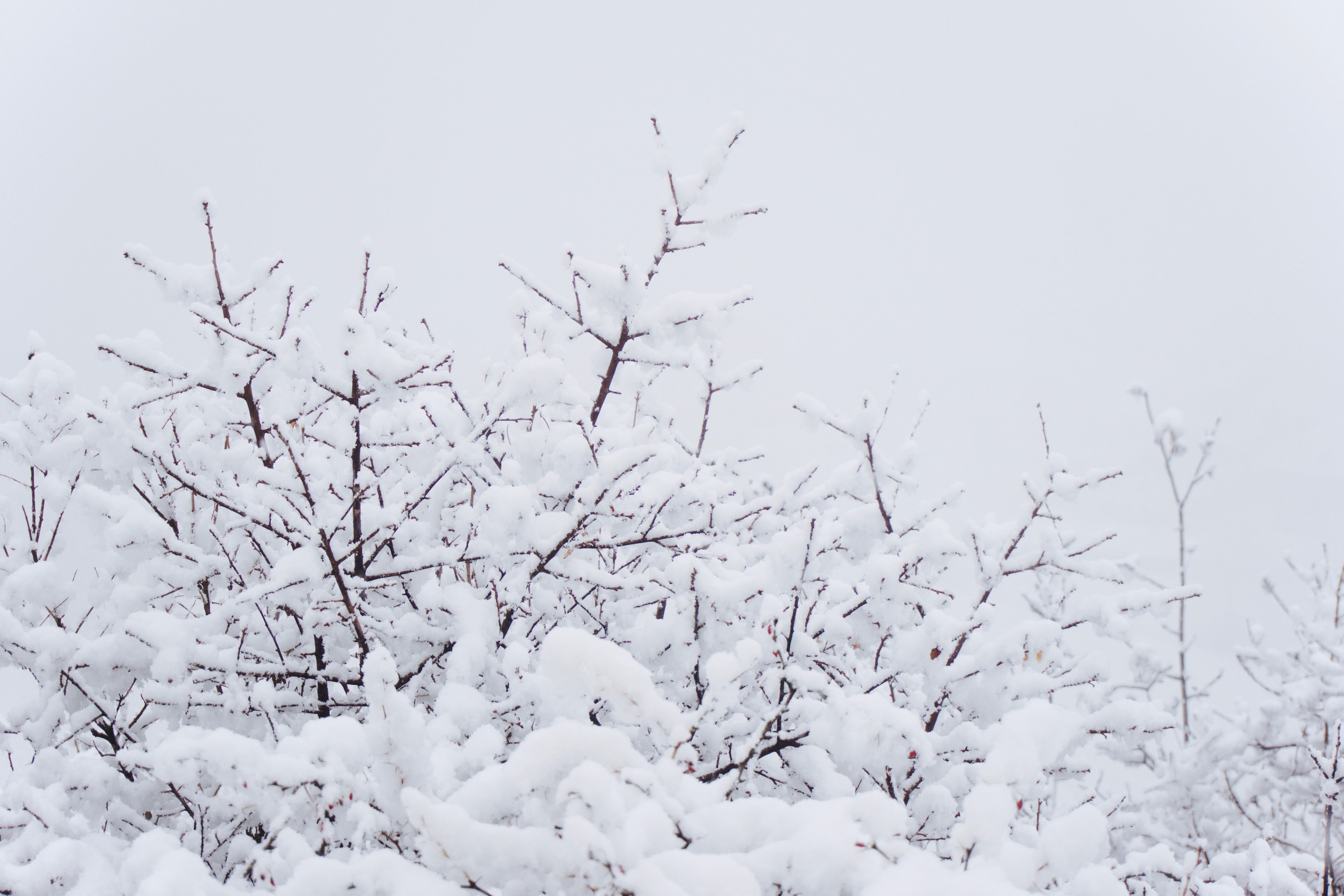 plant, white, white color, backgrounds, frost, forest, ice, 5K, nature, non-urban scene, coated, sky, scenics - nature, frozen, aesthetic, covering, season, HD Wallpaper