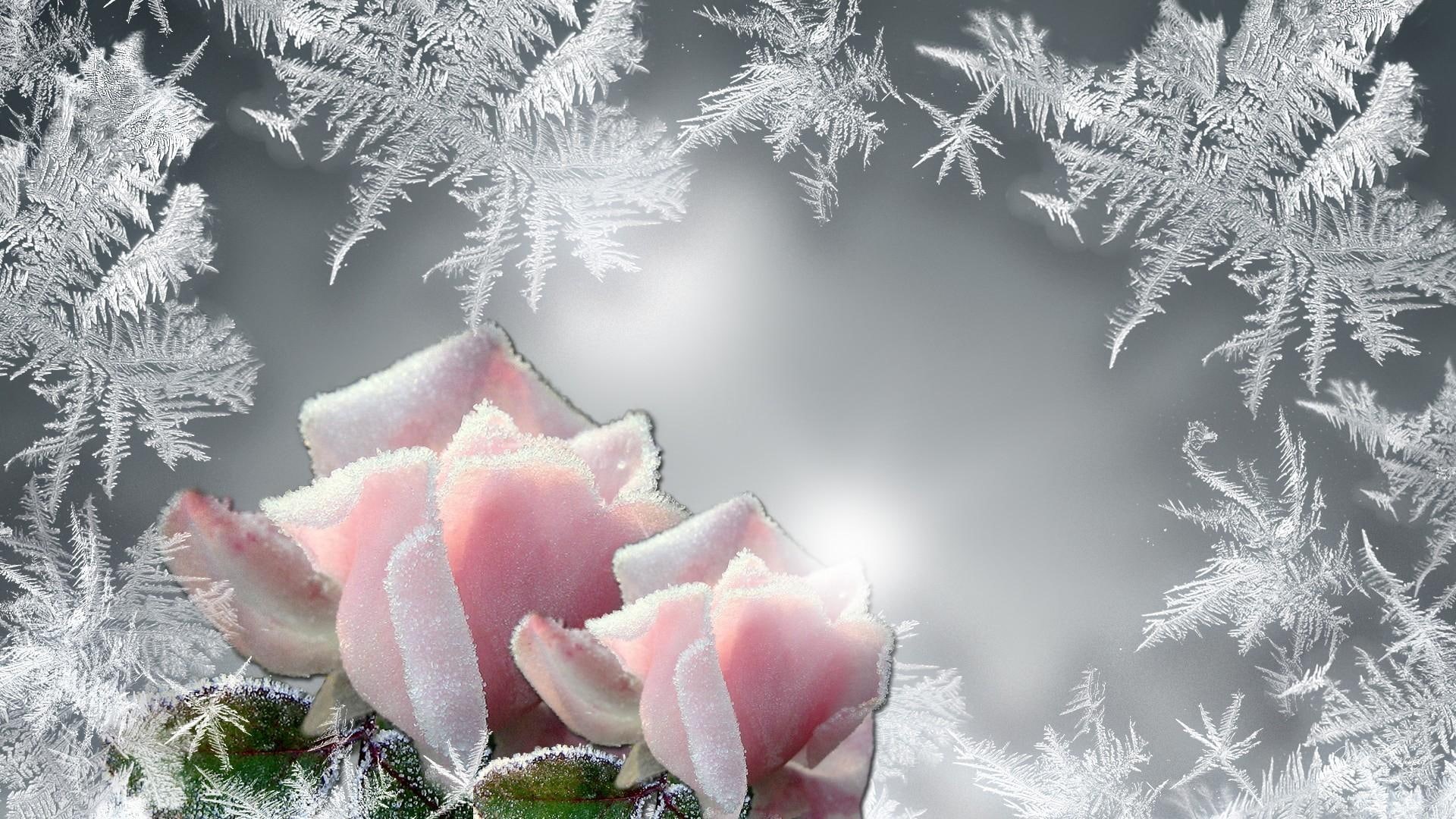 bright, glow, ze, pink rose, frozen, firefox persona, 3d and abstract, cold, silver, frost, roses, winter, 1080P, HD Wallpaper
