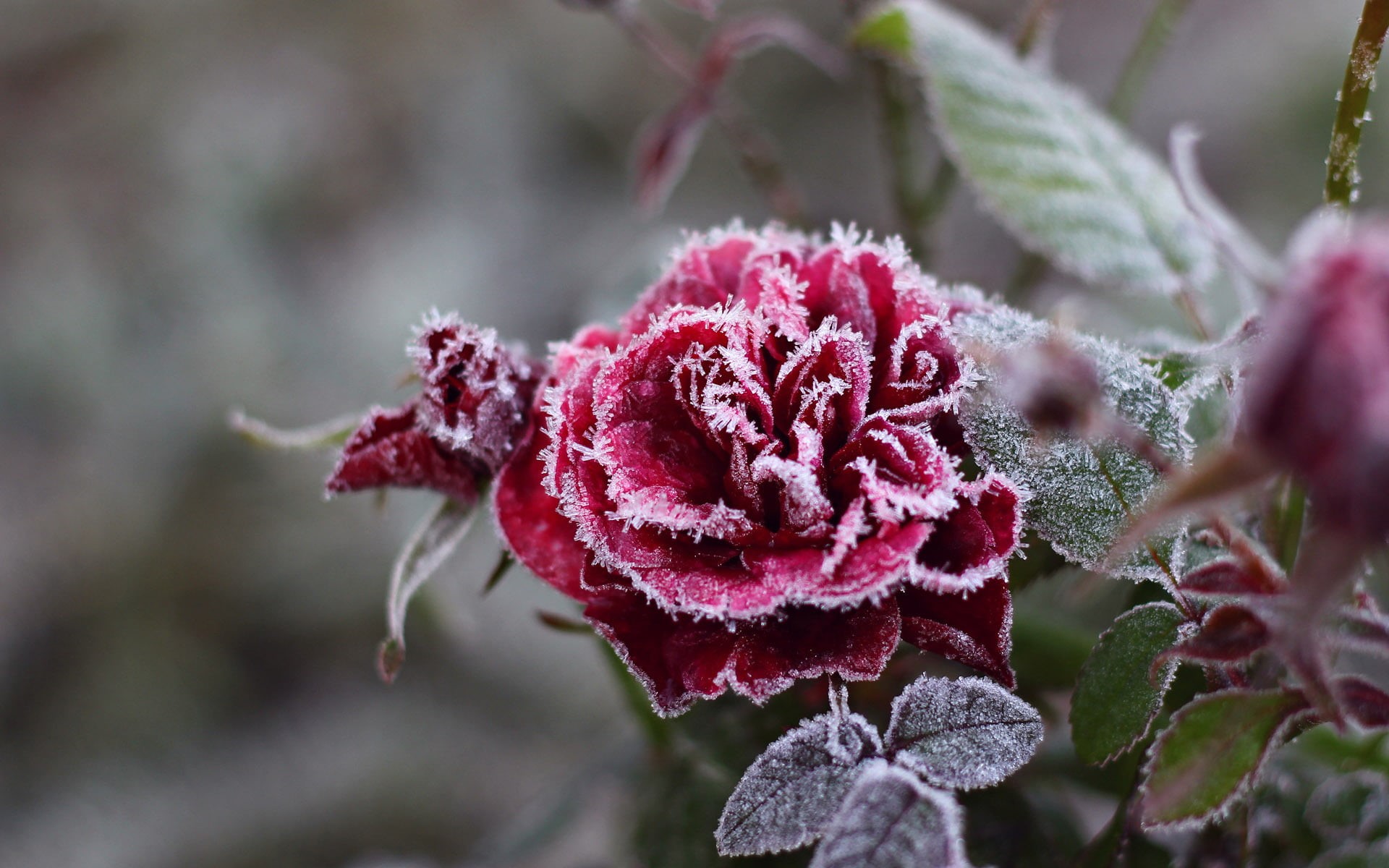 ice Crystal, backgrounds, focus on foreground, fragility, flower head, cold - Temperature, close, close-up, ice, winter, season, green Color, summer, snow, HD Wallpaper