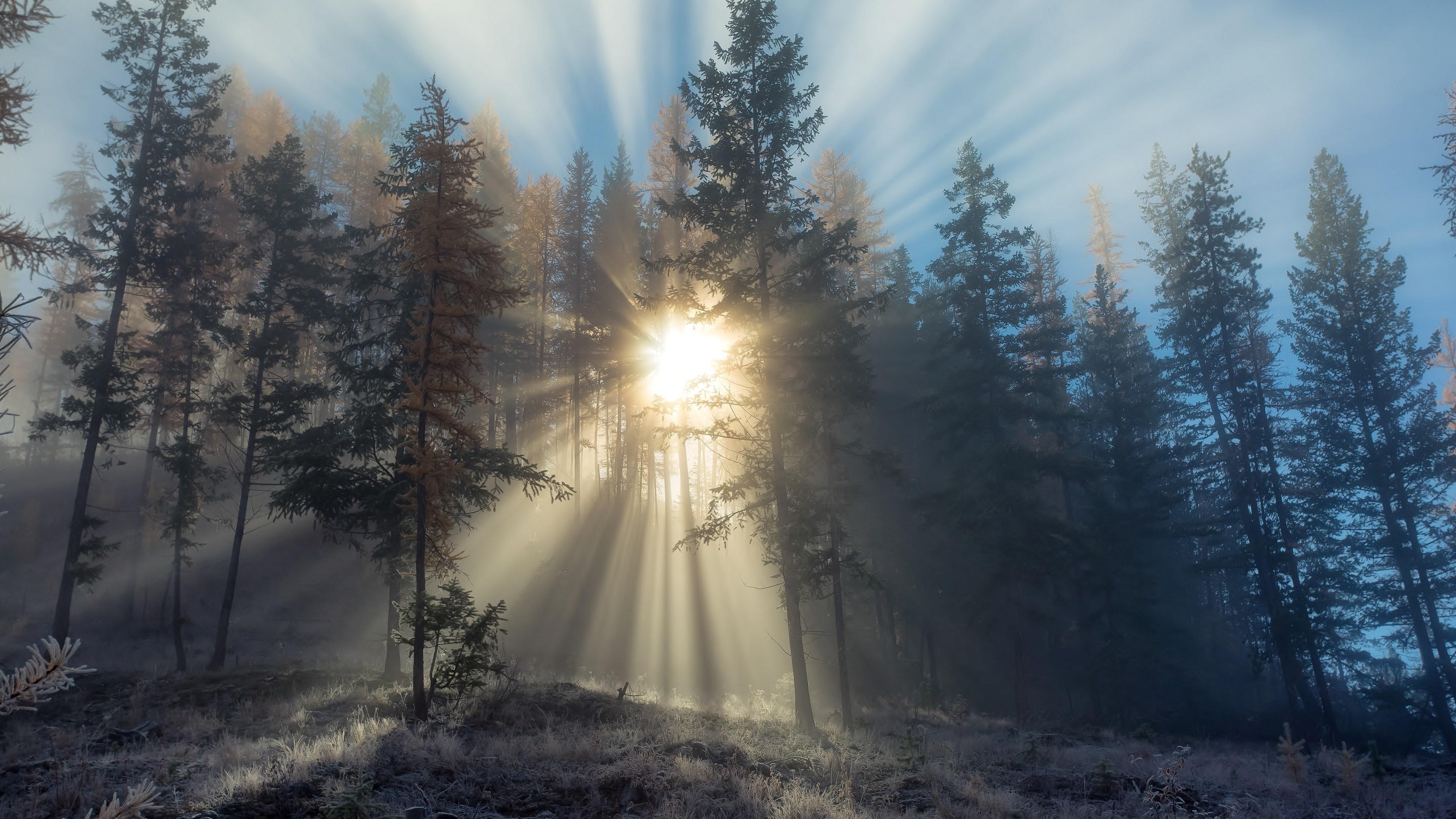 sunrise, forest, nature, frost, 4K, HD Wallpaper