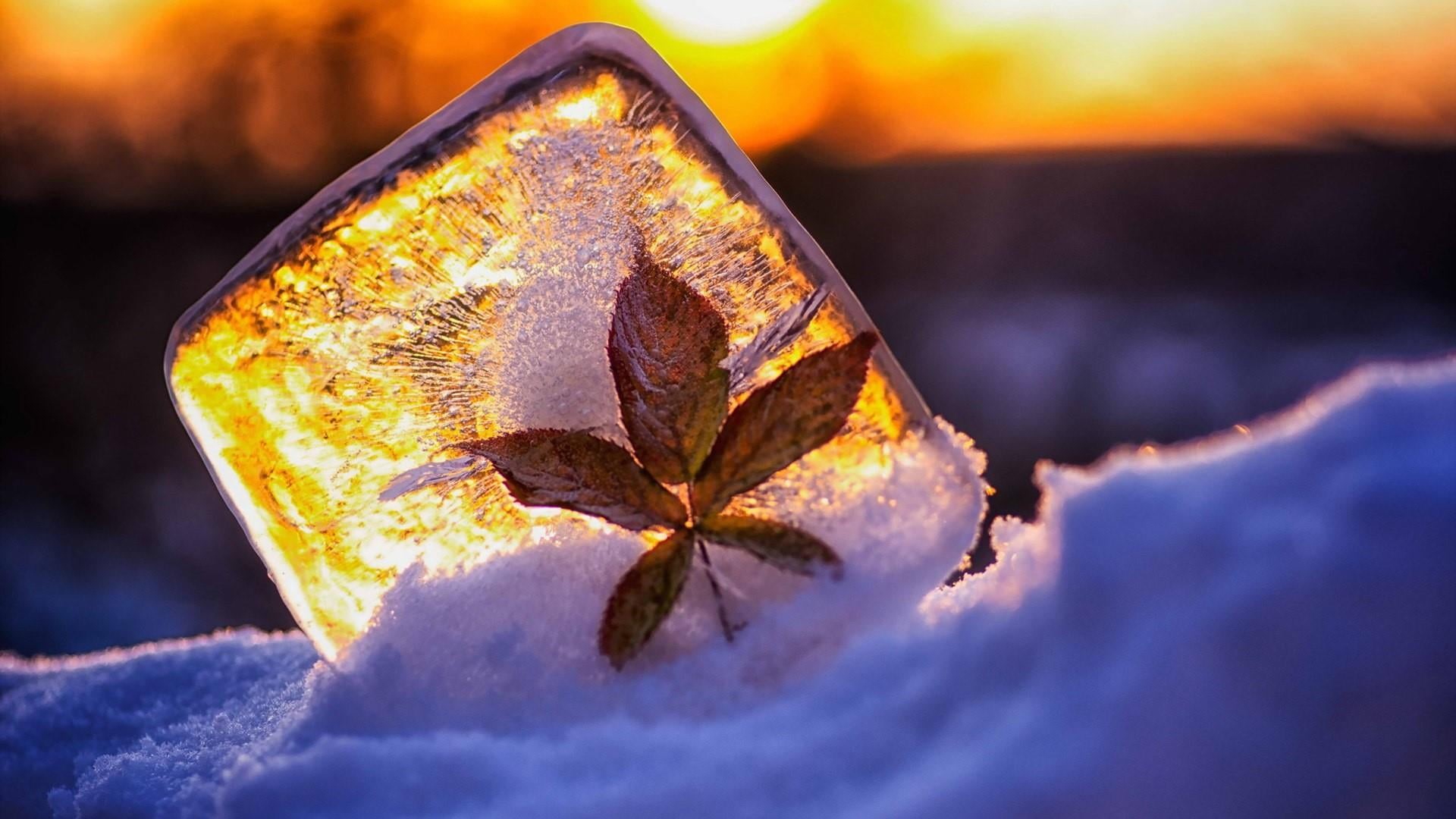 autumn, plant, ice cube, natural condition, 1080P, yellow, nature, focus on foreground, close-up, outdoors, plant part, photography, land, sunlight, change, HD Wallpaper