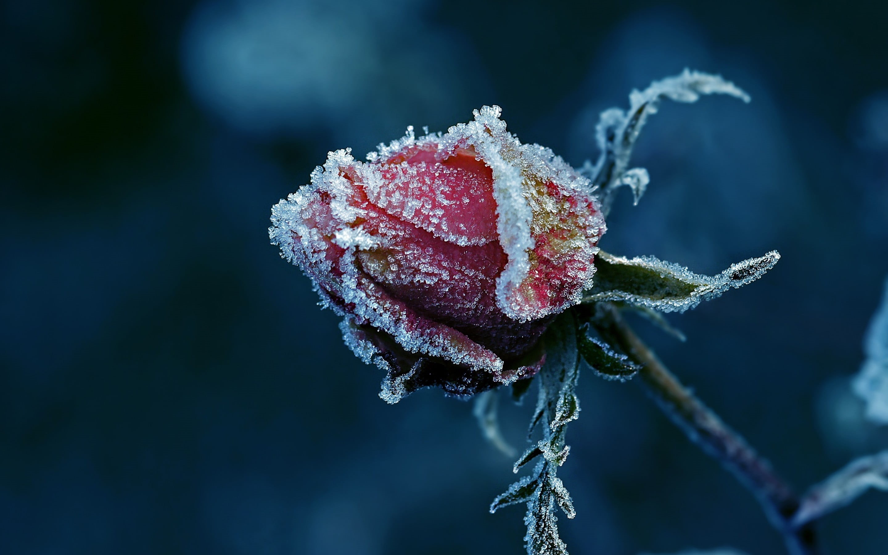 flowers, nature, frost, blizzard, no People, cold - Temperature, red flowers, white, rose - Flower, sepal, freshness, cold temperature, focus on foreground, HD Wallpaper