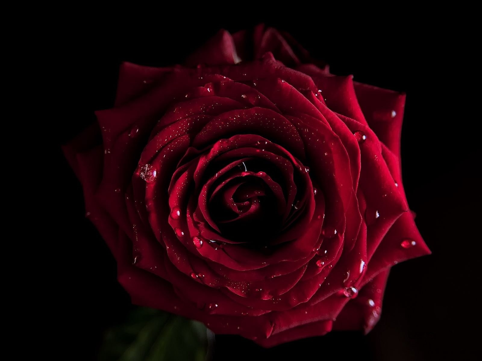 vulnerability, bouquet, macro, no People, water, single Object, flowering plant, black background, petal, dew, drop, freshness, flower, flower Head, beauty In Nature, HD Wallpaper