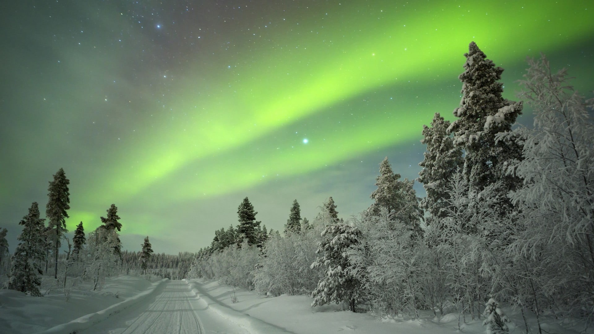 environment, winter, snow, landscape, beauty in nature, nature, plant, lapland, green, night, aurora, star - space, no people, pine tree, scenics - nature, HD Wallpaper