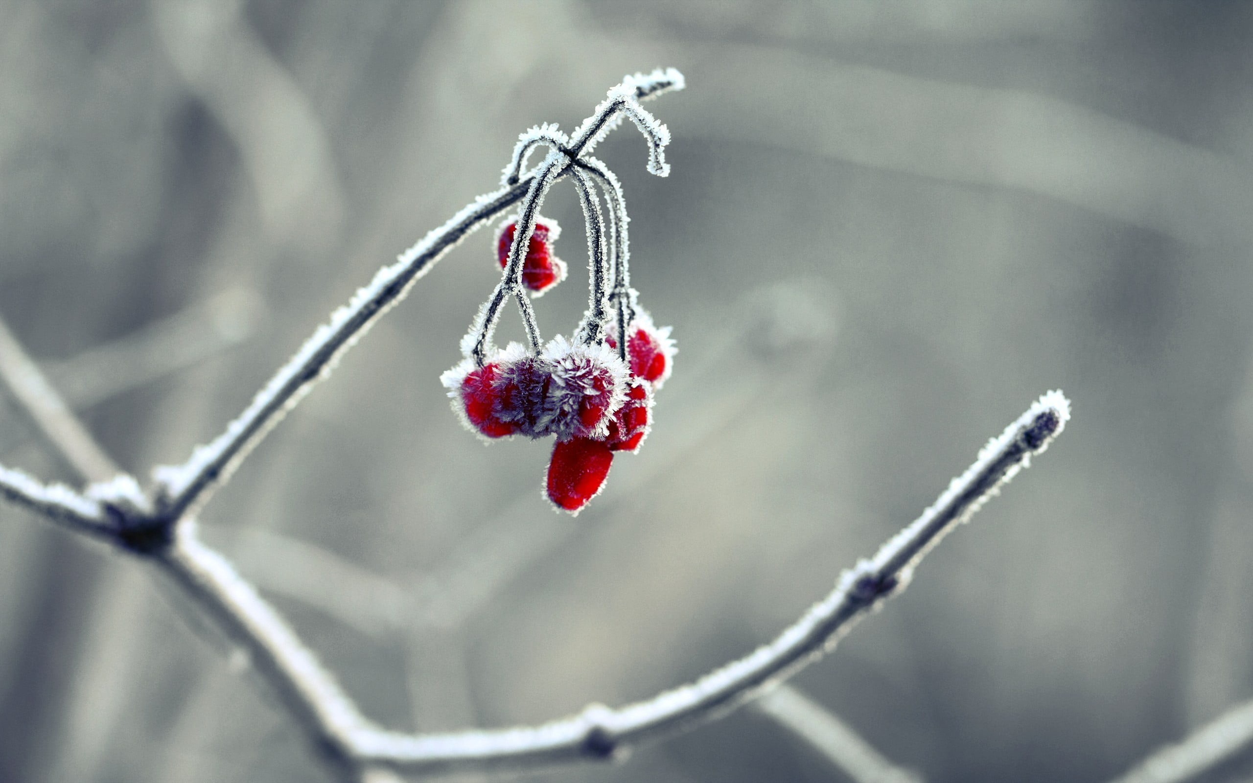 no people, gray, red currant, red, macro, close-up, 2K, healthy eating, cold temperature, twig, winter, ripe, focus on foreground, nature, wellbeing, frozen, HD Wallpaper