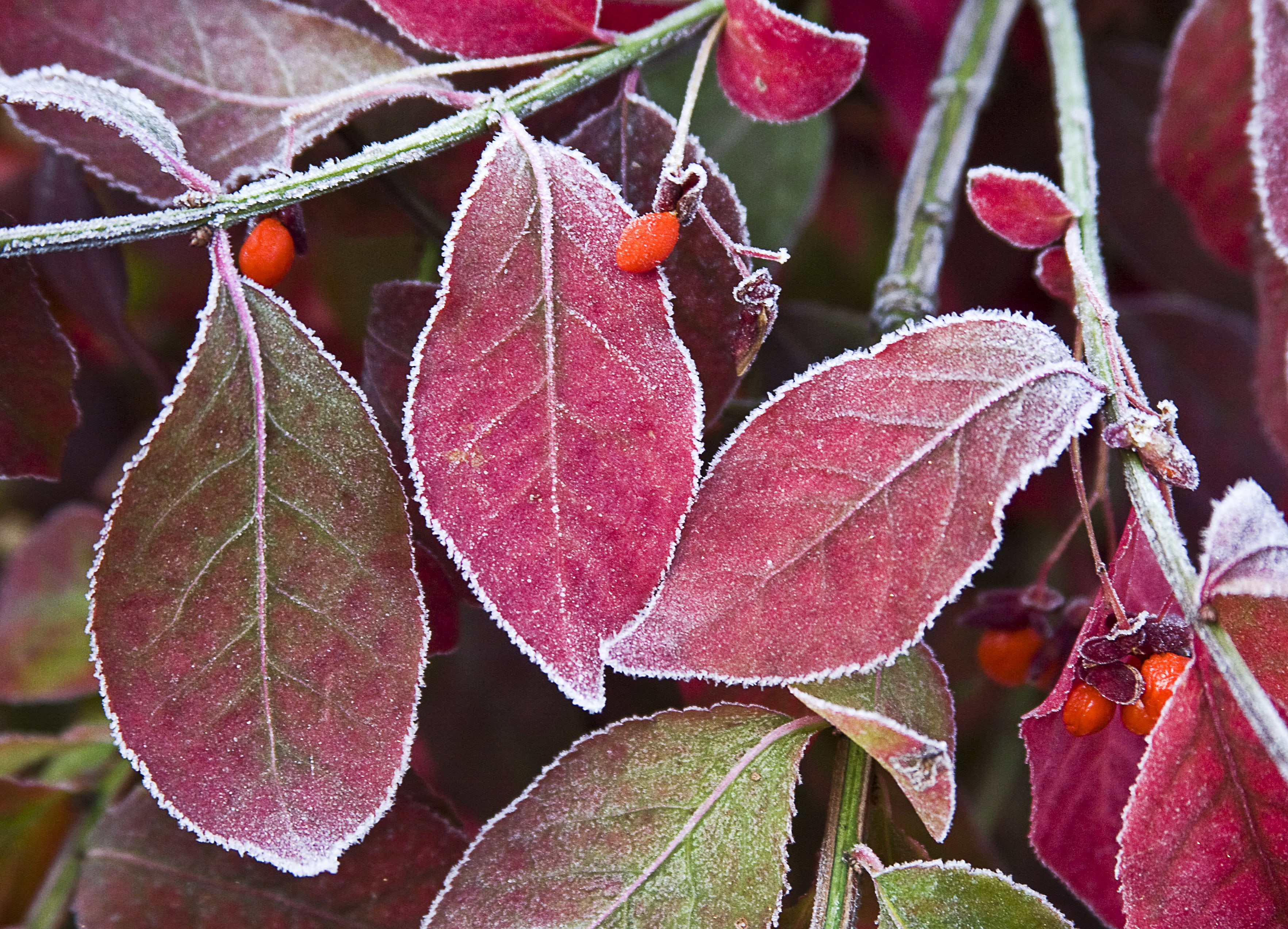 nature, autumn, frost, macro, close-up, branch, plant, leaves, frosty, leaf, 2K, macro photography, purple, season, photography, HD Wallpaper