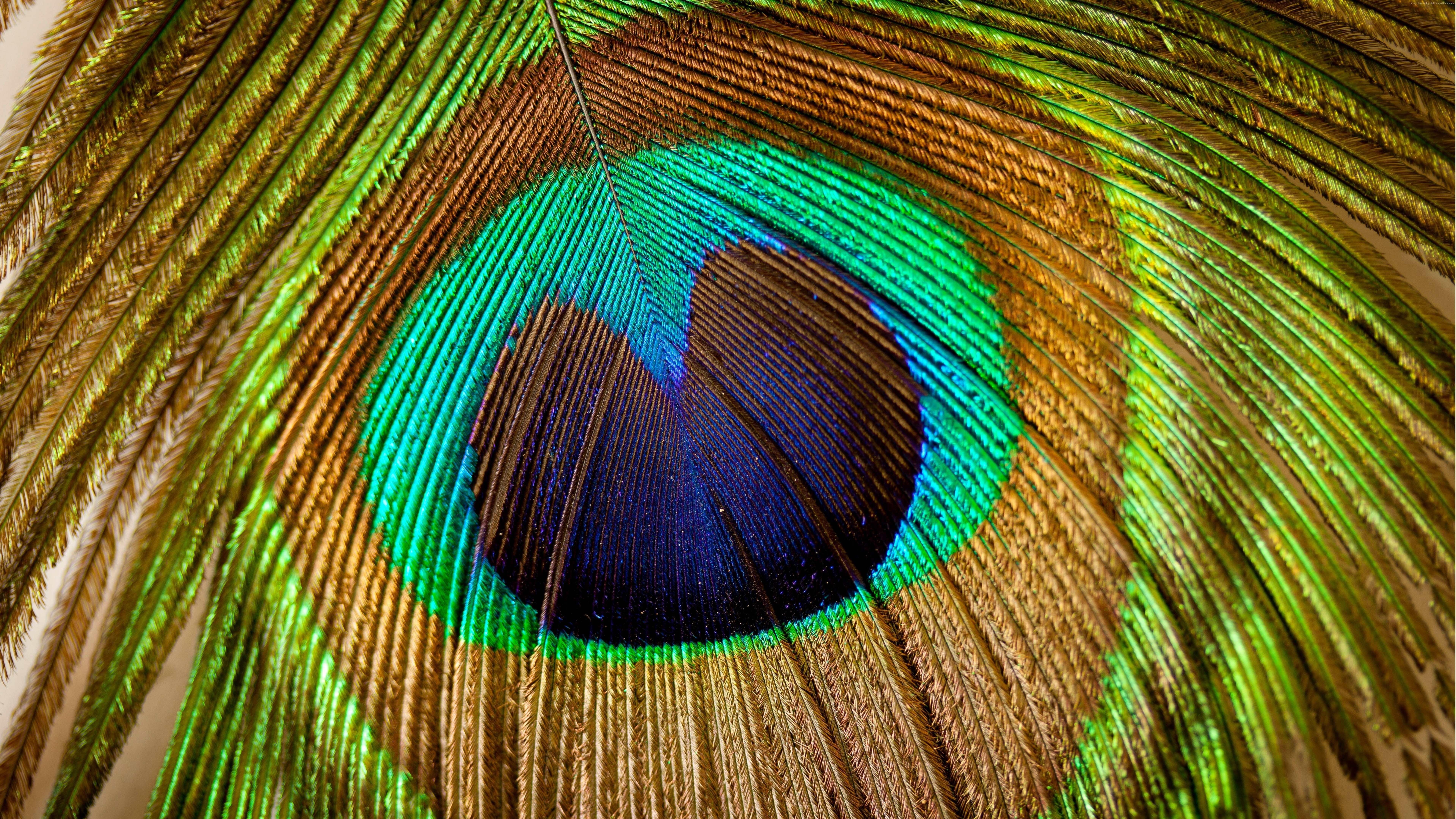 macro photography, close up, peacock feather, feather, peafowl, 8K, HD Wallpaper