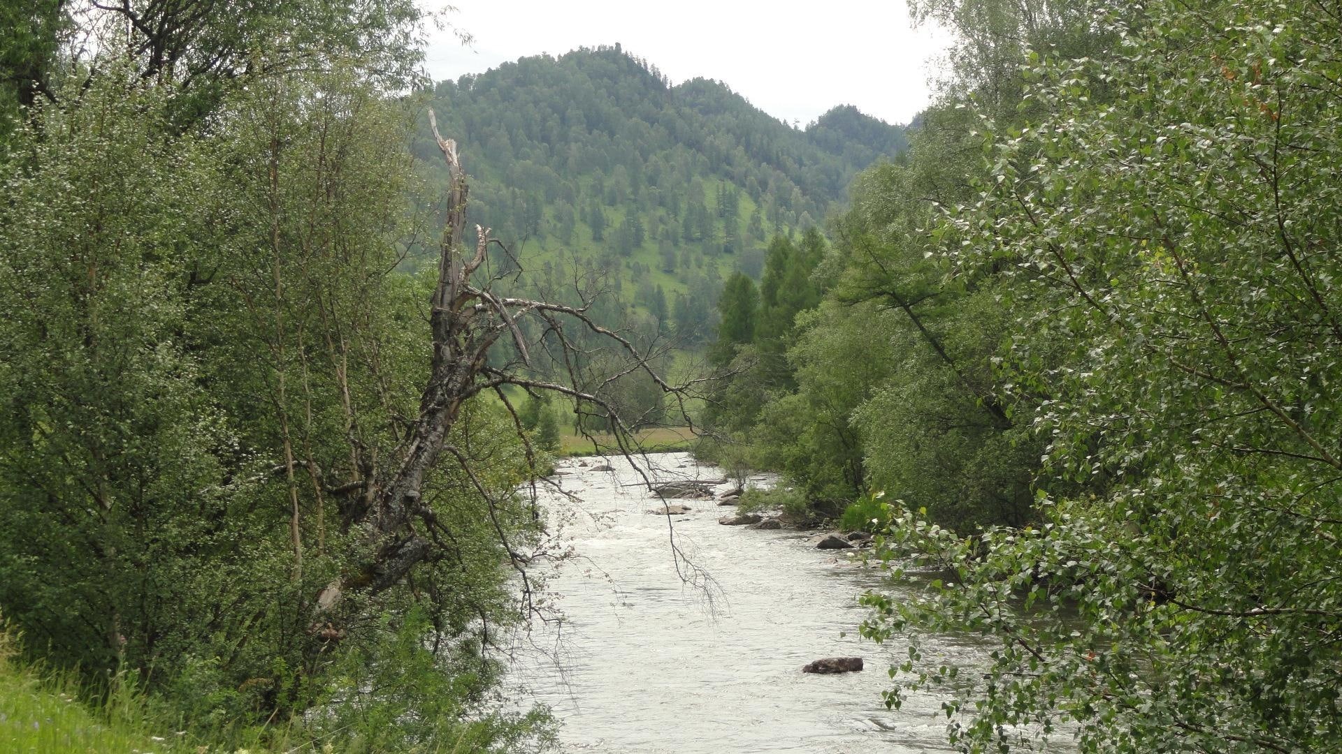 trees, tree, among, forest, mountain, tall, river, nature, 1080P, green, leaf, 1920x1080, HD Wallpaper