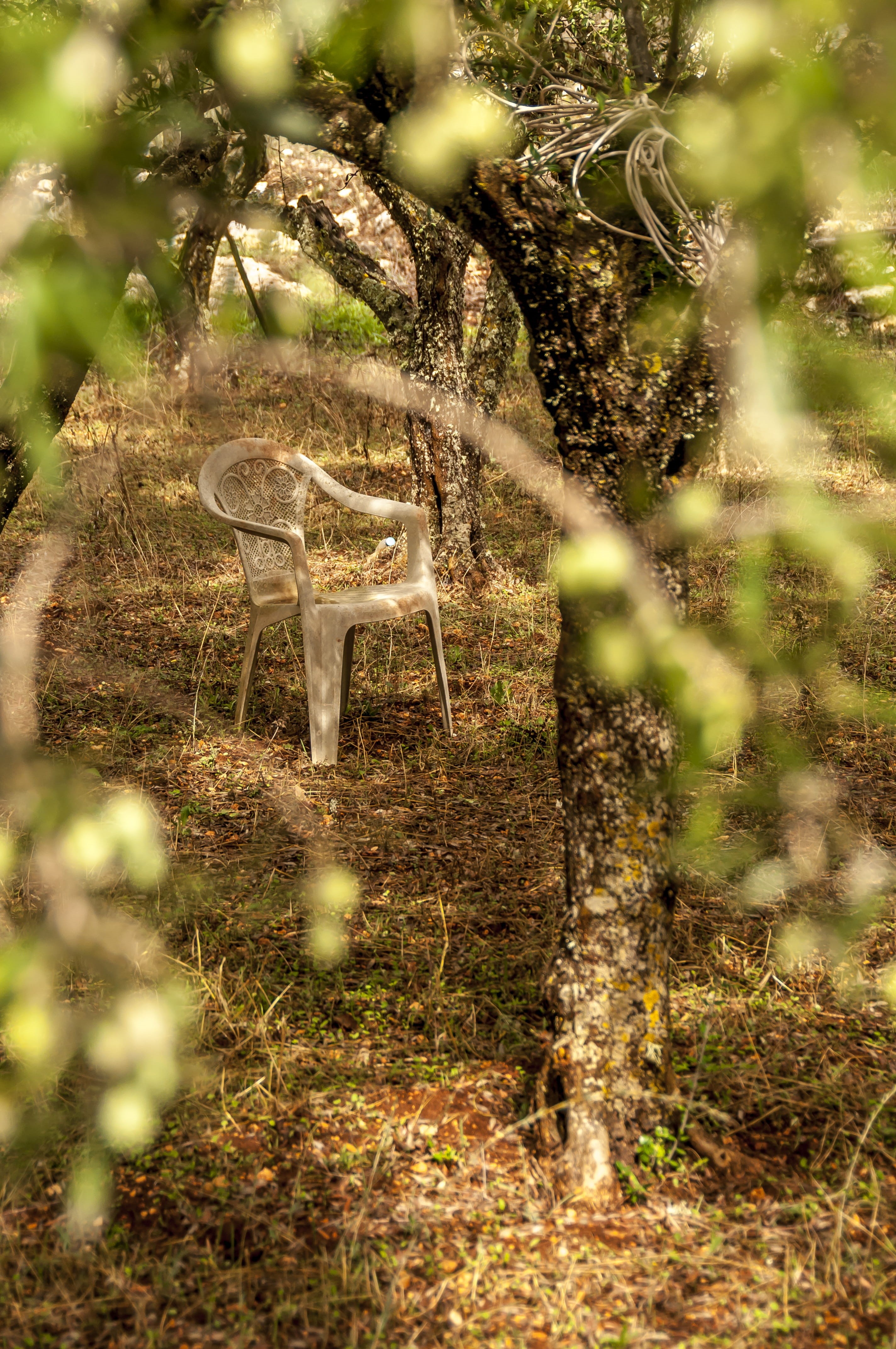 nature, deer, animal themes, focus on background, chair, garden, tree, animal wildlife, growth, one animal, among trees, plant, land, resting, selective focus, Phone HD Wallpaper