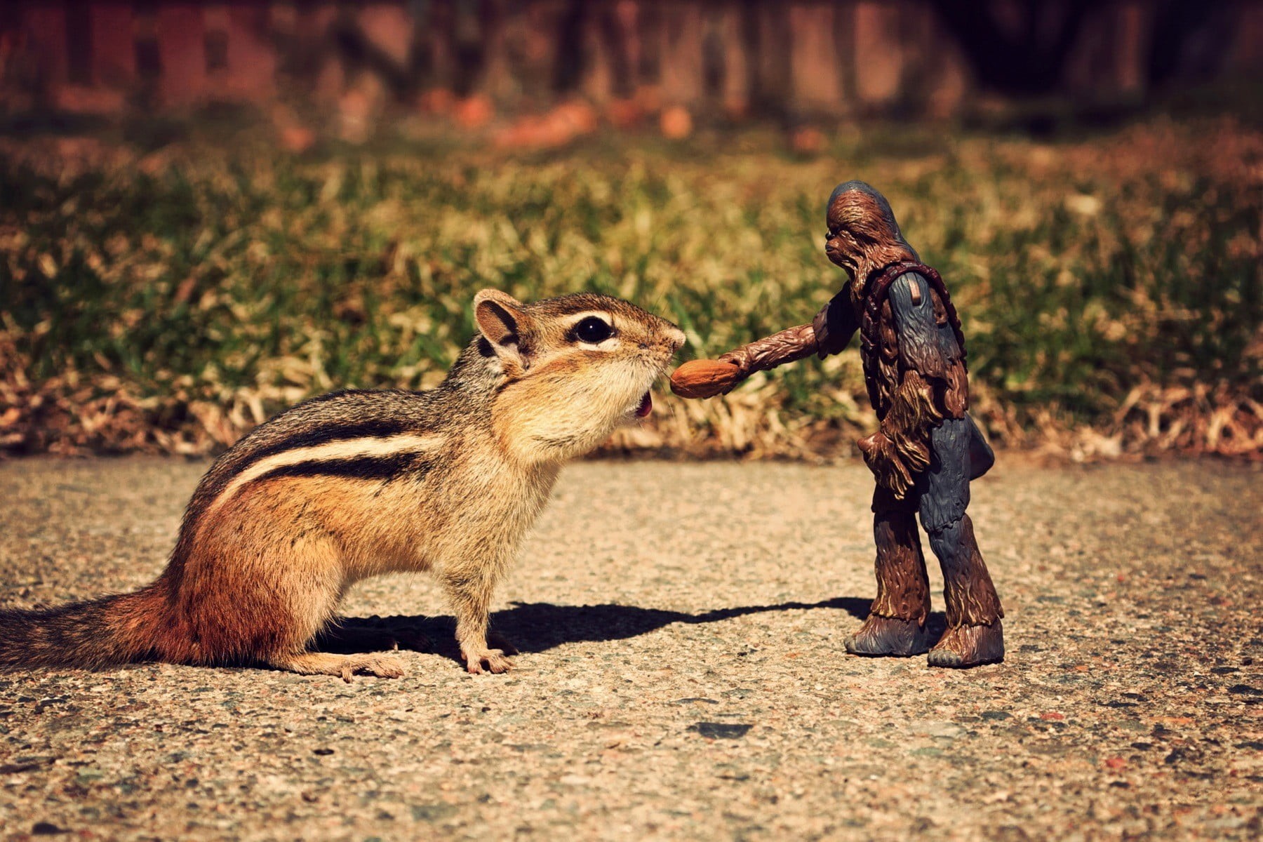 brown, chipmunks, Chewbacca, focus on foreground, sunlight, young animal, mammal, 720P, animals in the wild, squirrel, one animal, day, Star Wars, toys, HD Wallpaper