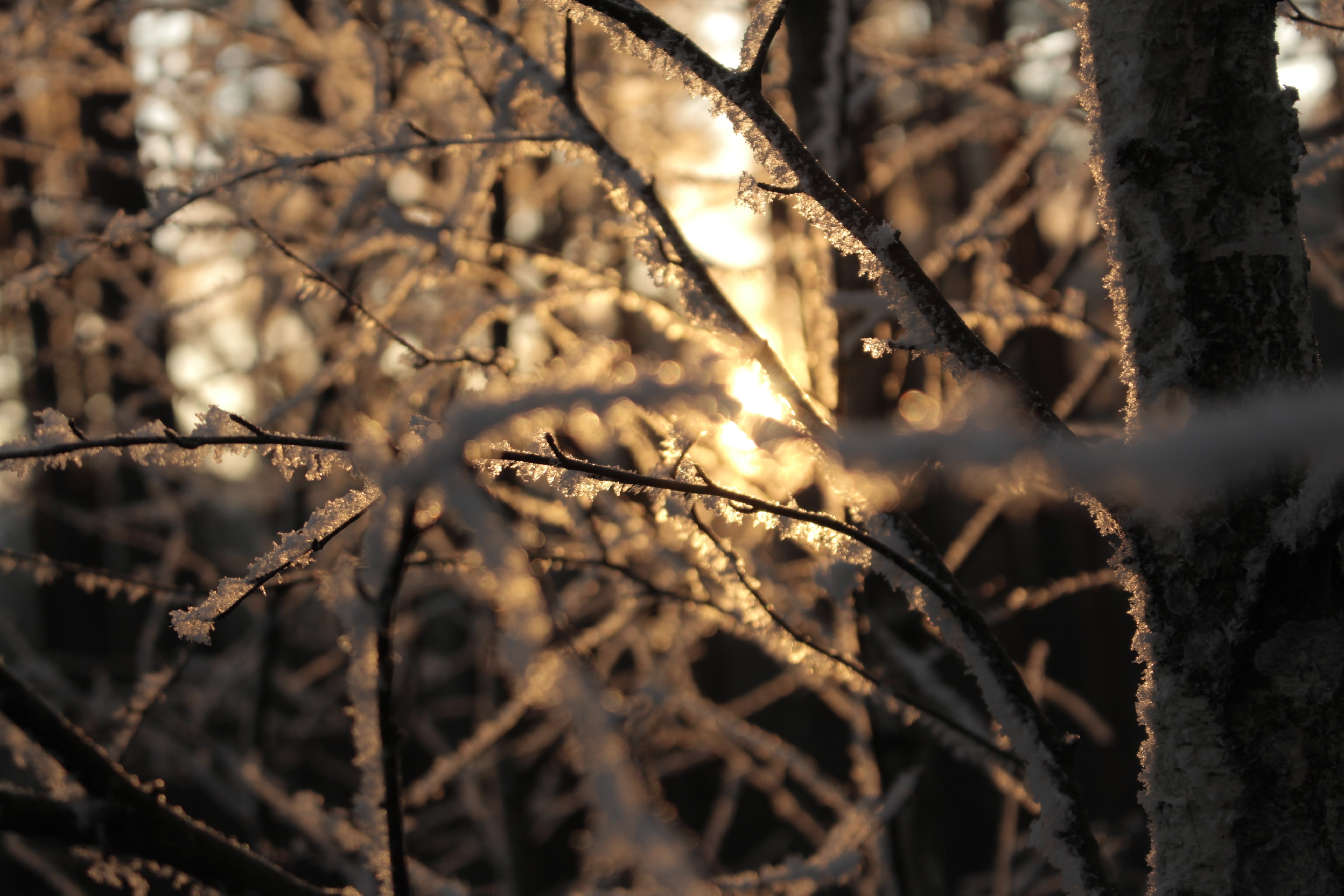 tranquility, selective focus, nature, tree, plant, warm colors, cold temperature, branch, day, 5K, snow, frozen, frost, winter, growth, ice, sunlight, HD Wallpaper