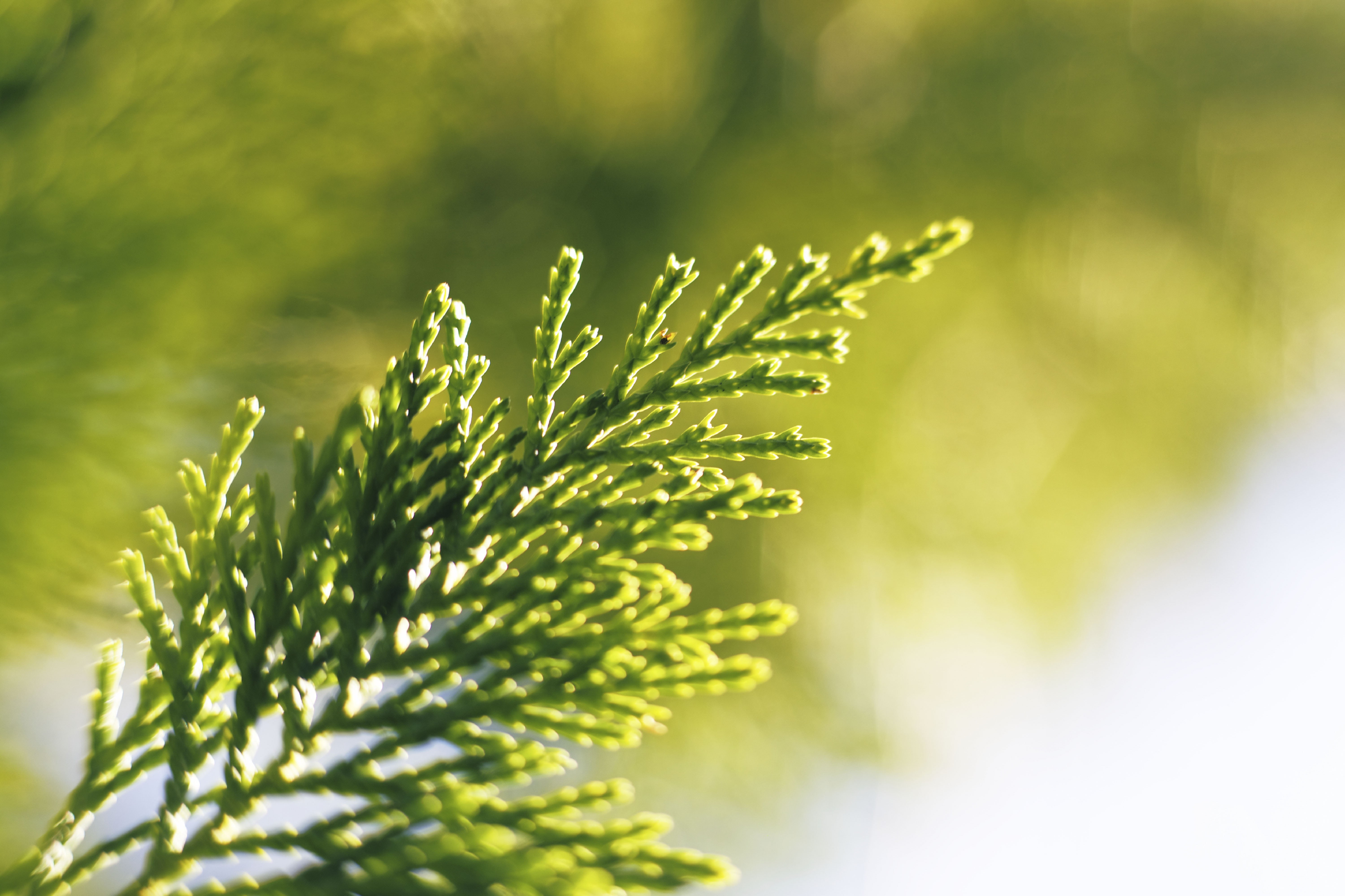 beauty in nature, coniferous Tree, outdoors, focus on foreground, flower, forest, selective focus, freshness, photo, day, juniper, tree, summer, close-up, HD Wallpaper