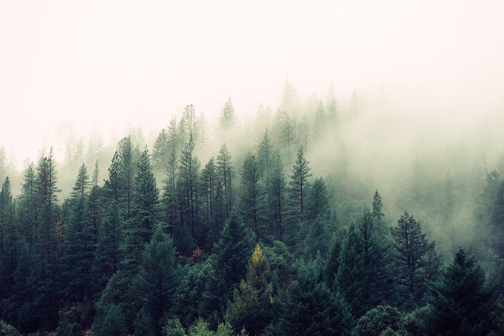 outdoors, sky, plant, tranquility, evergreen tree, tree, scenics - nature, mist, pine woodland, landscape, non-urban scene, pine Tree, no people, mountain, HD Wallpaper