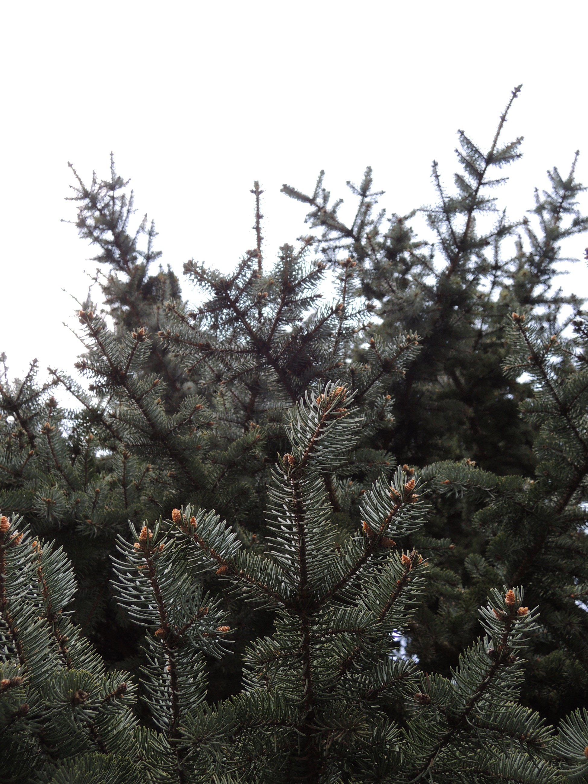 green color, low angle view, nature, coniferous tree, plant, trees, needle - plant part, sky, branch, tree, fir tree, growth, clear sky, no people, beauty in nature, Phone HD Wallpaper