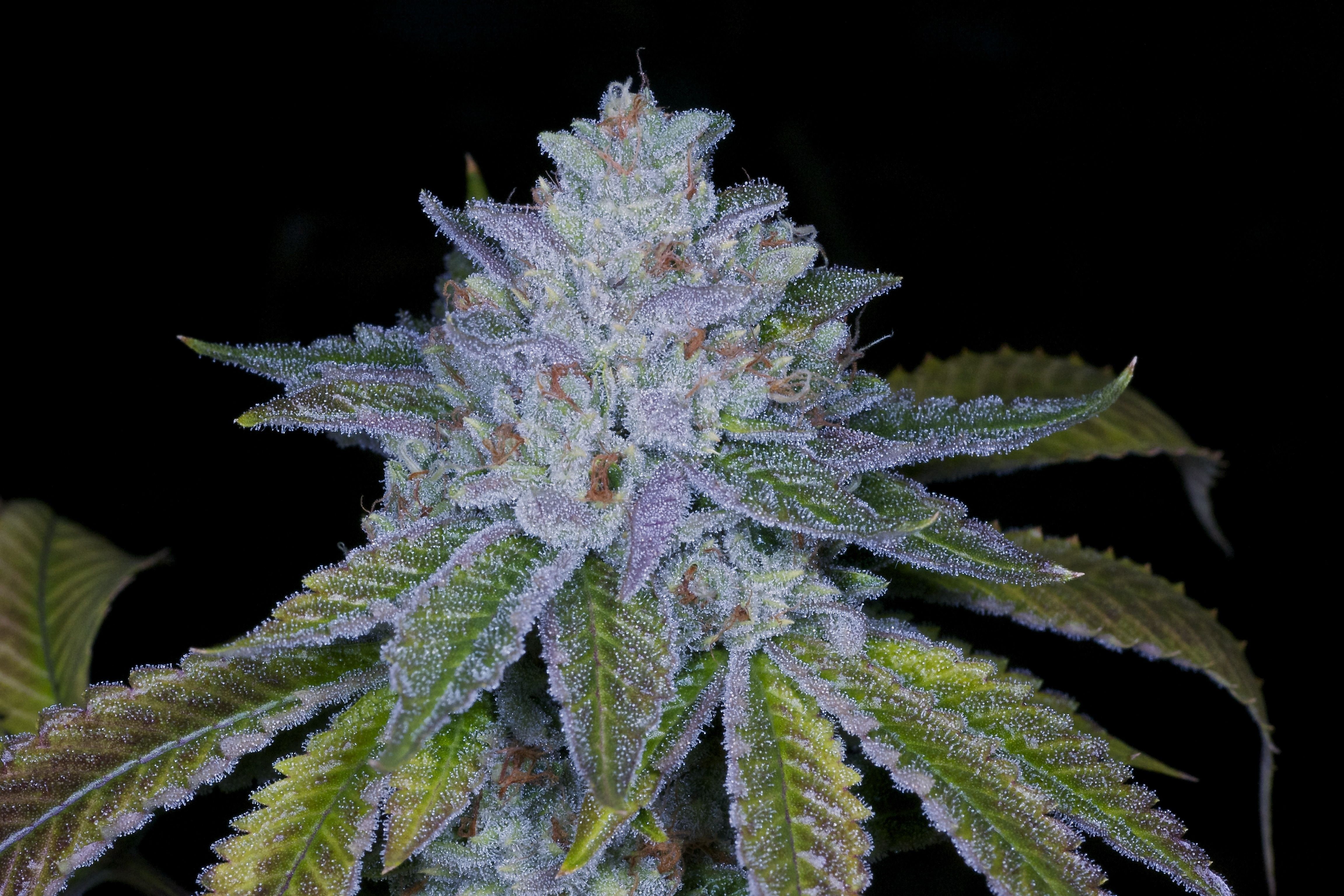 cannabis, 420, weed, marijuana, 4K, HD Wallpaper