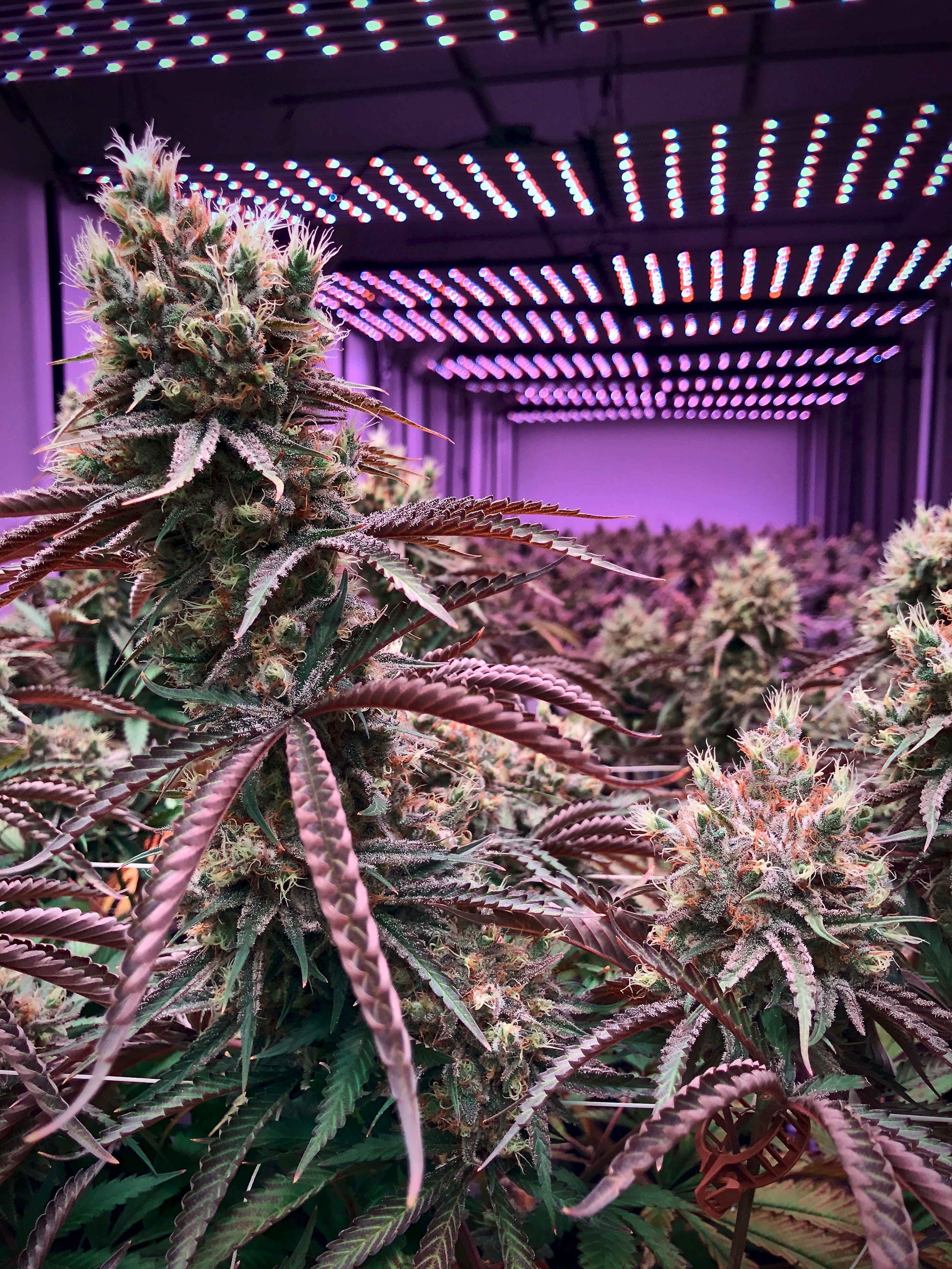 growth, 4K, decoration, day, coniferous tree, house, architecture, focus on foreground, outdoors, wall - building feature, marijuana, building, close-up, Phone HD Wallpaper